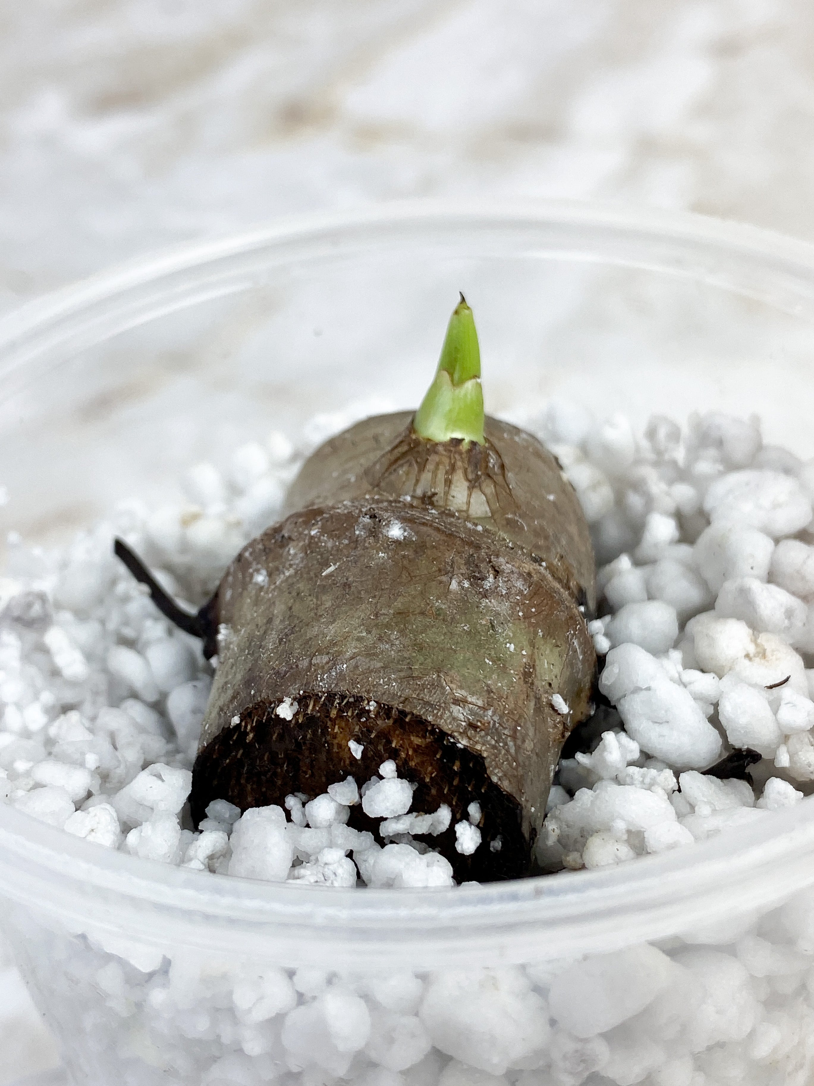 Philodendron Luxurians Unrooted Chonk with 1 sprout