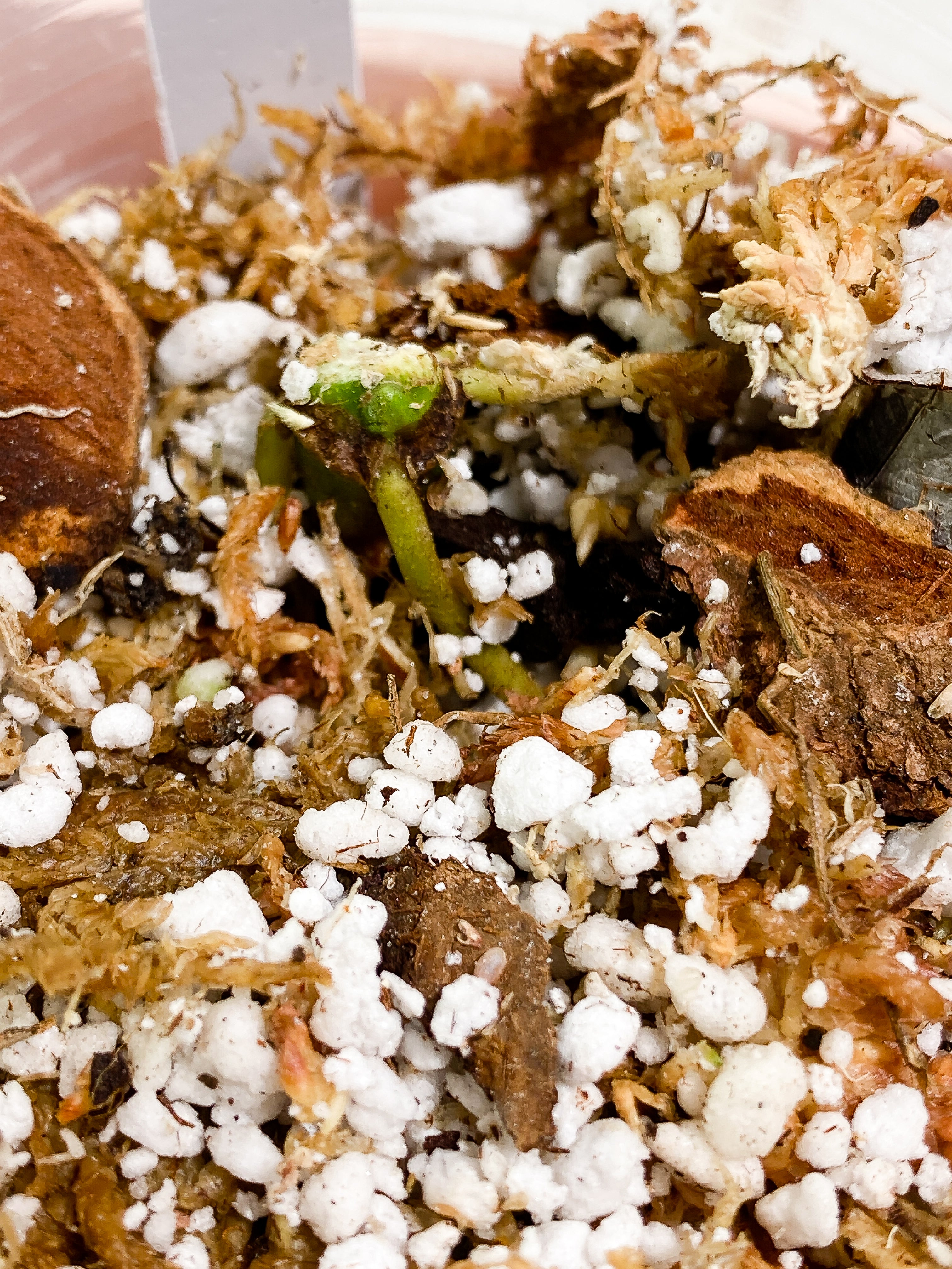 Grower Choice: Syngonium Green Splash Rooted node with at least 1 sprout