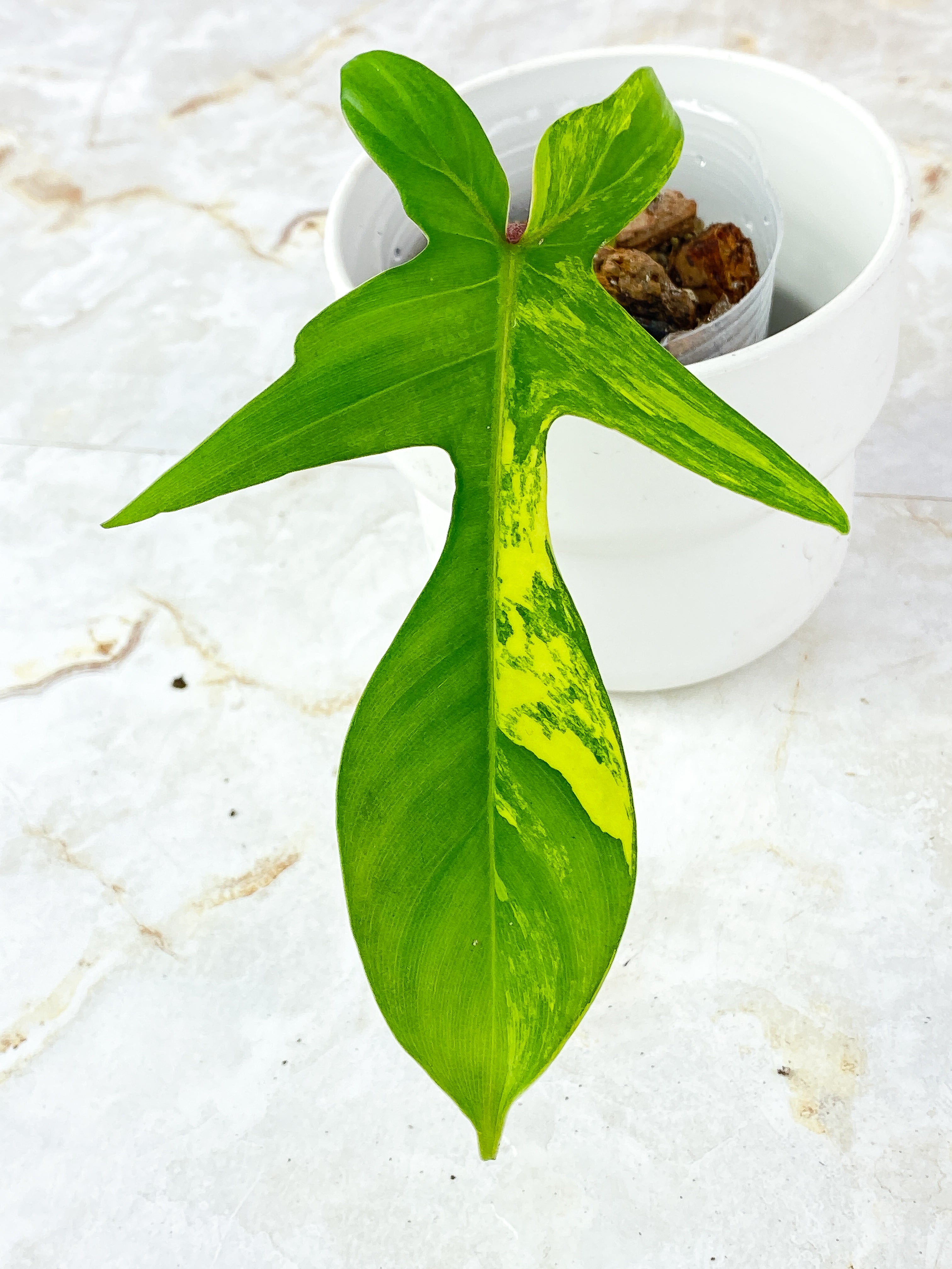 Philodendron Florida Beauty  Rooted 1 leaf 1 spout