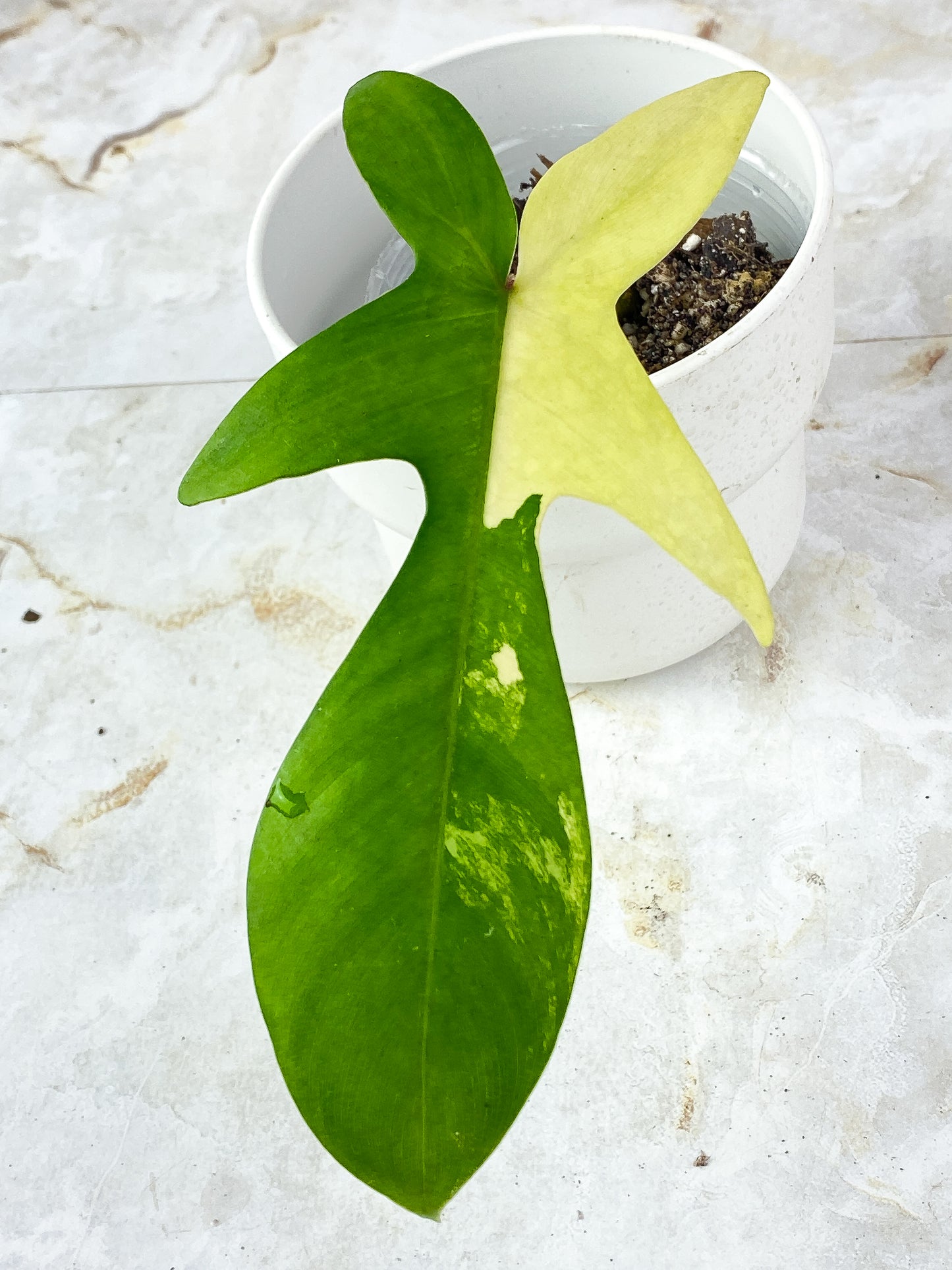 Philodendron Florida Beauty  Rooted 1 leaf 1 spout