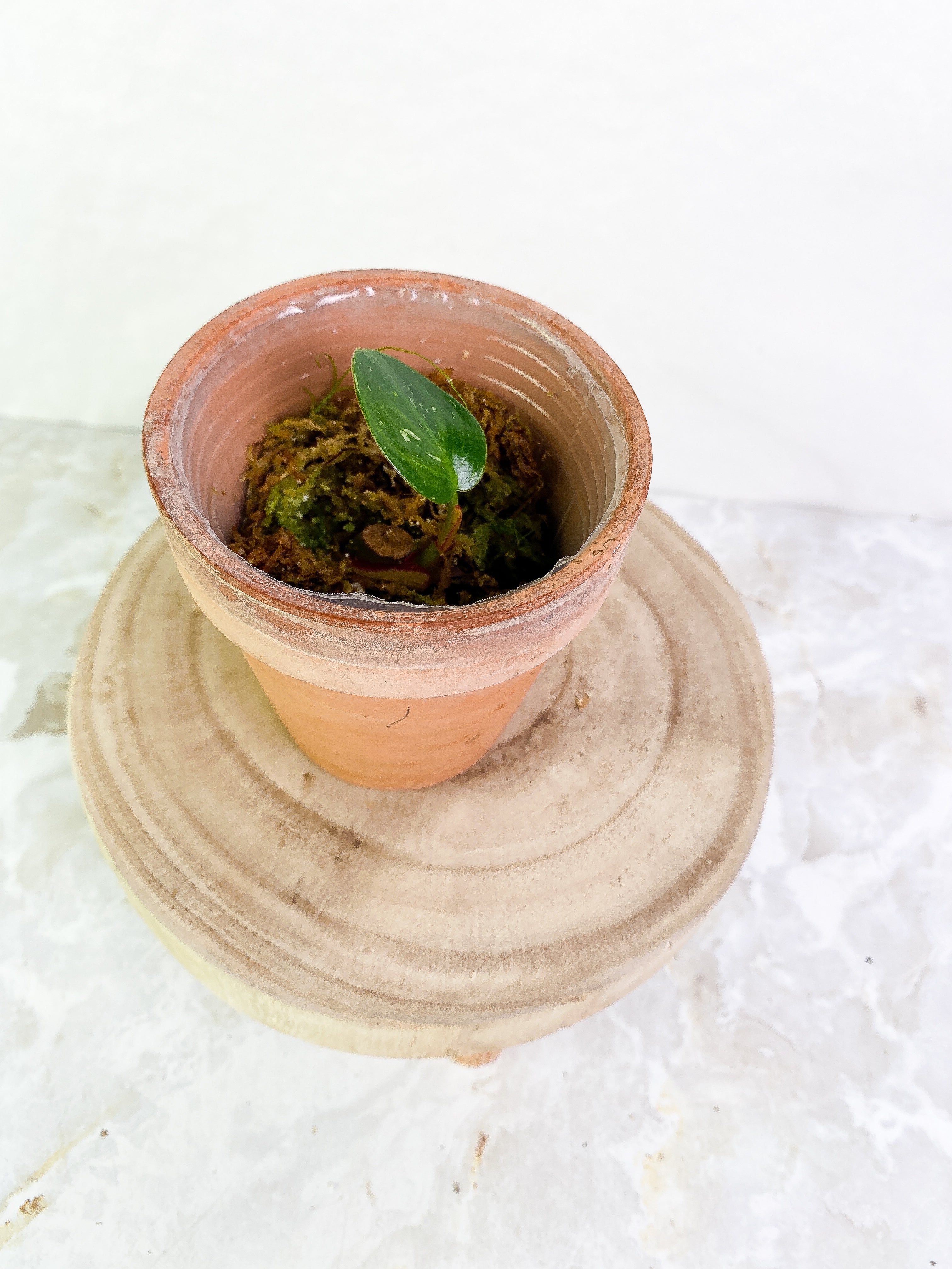 Philodendron white princess 1 leaf slightly rooted