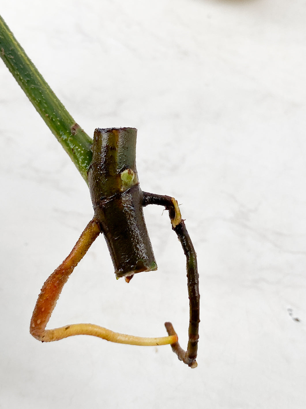 Philodendron Florida Beauty 1 leaf bud rooting