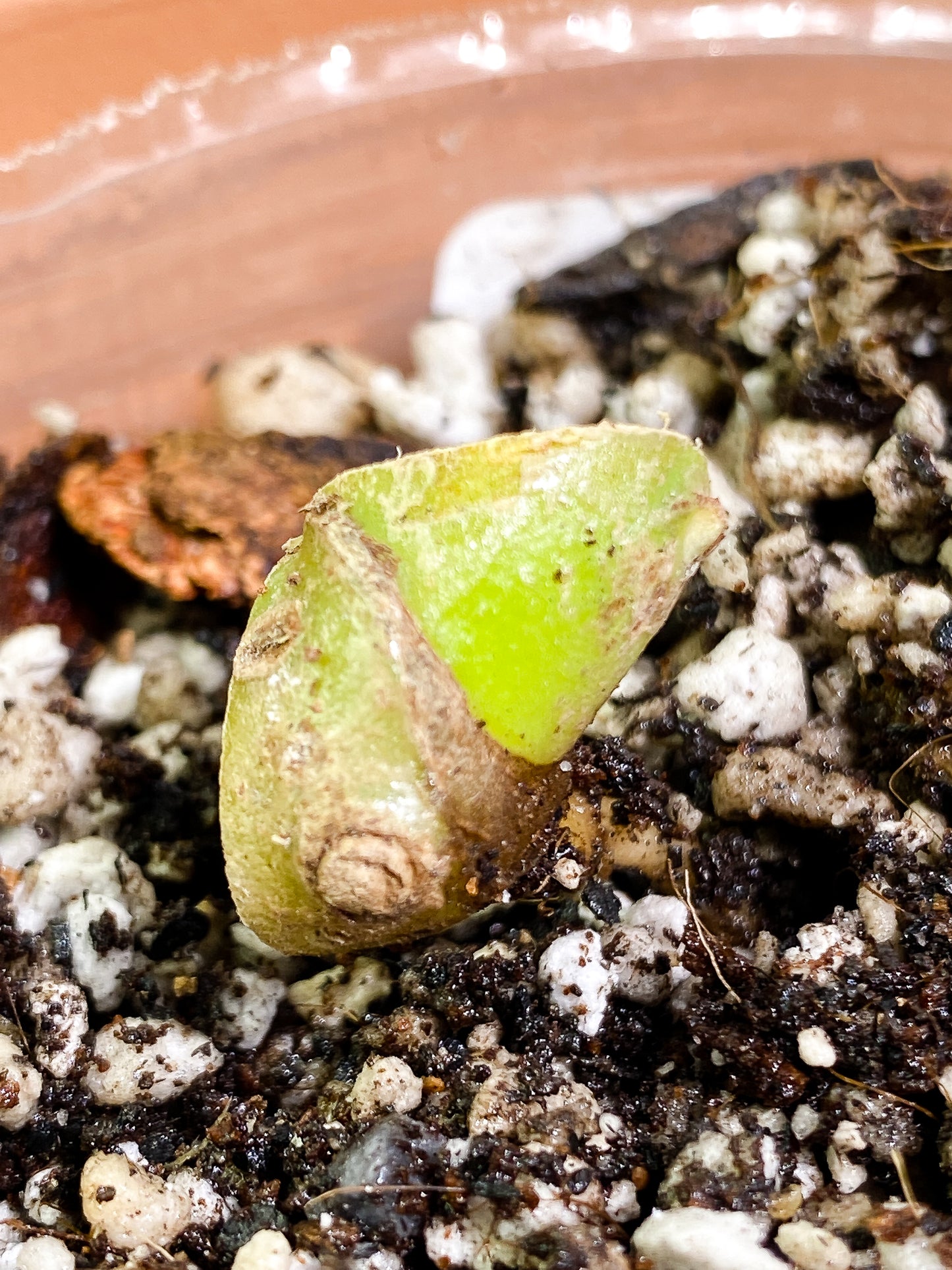 Anthurium regale Rooted chonk