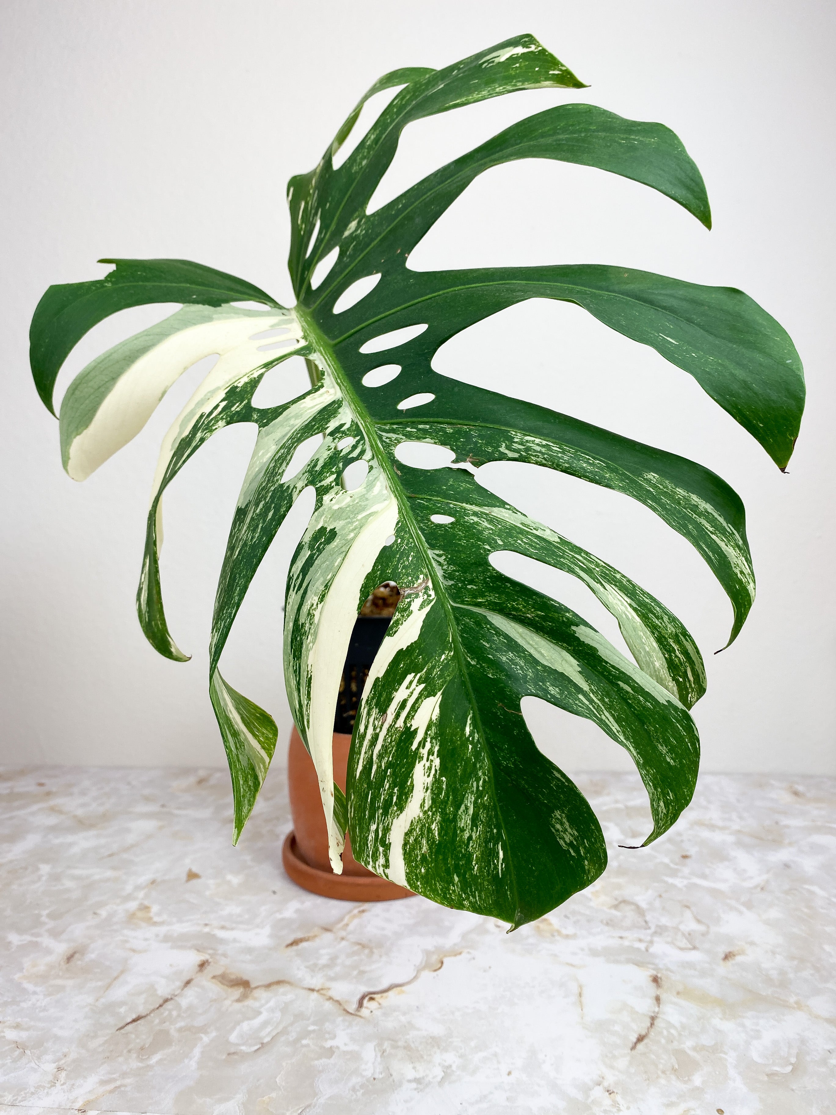 Monstera Deliciosa Borsigiana Huge 15" Leaf and 1 sprout