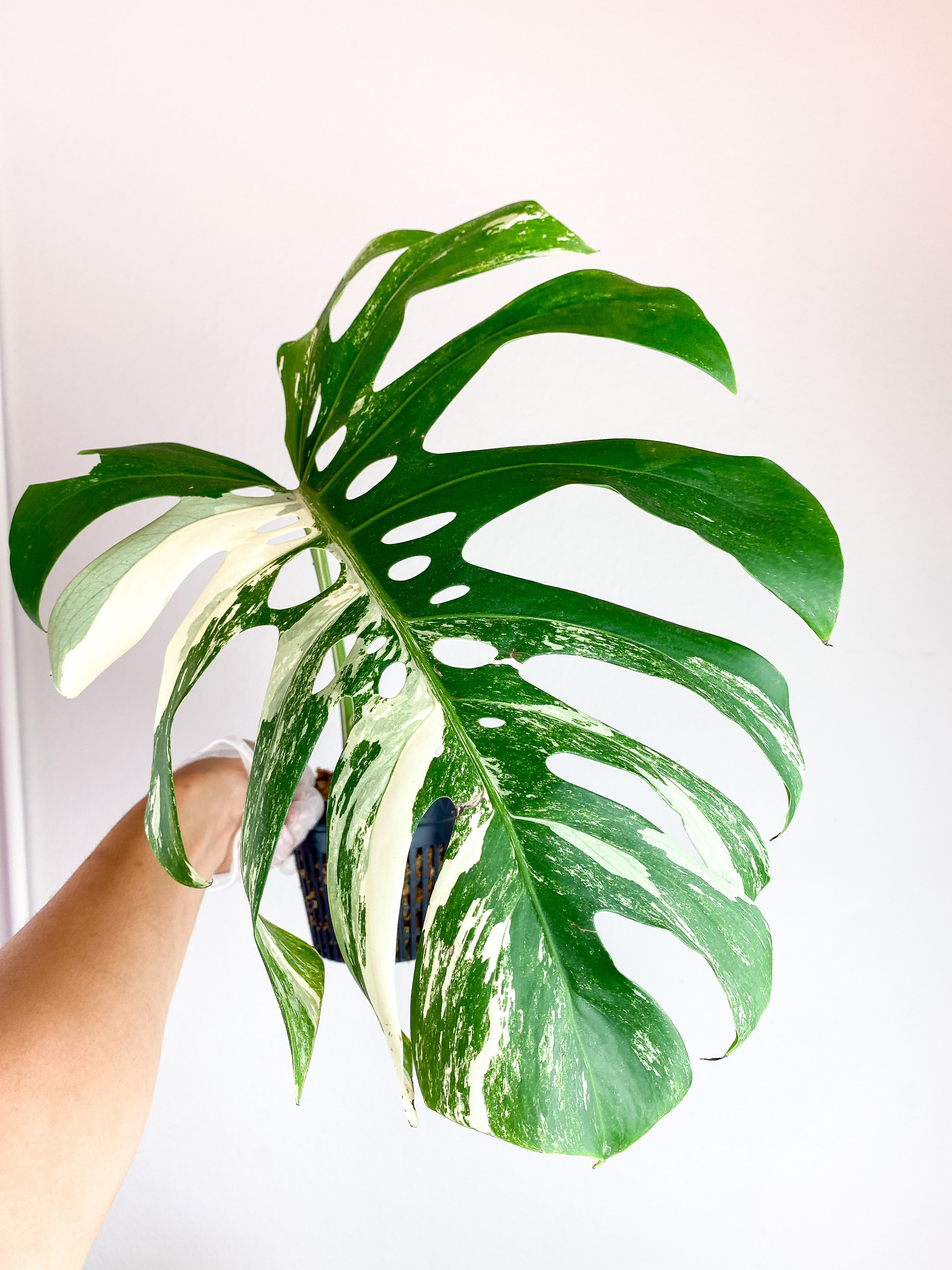 Monstera Deliciosa Borsigiana Huge 15" Leaf and 1 sprout