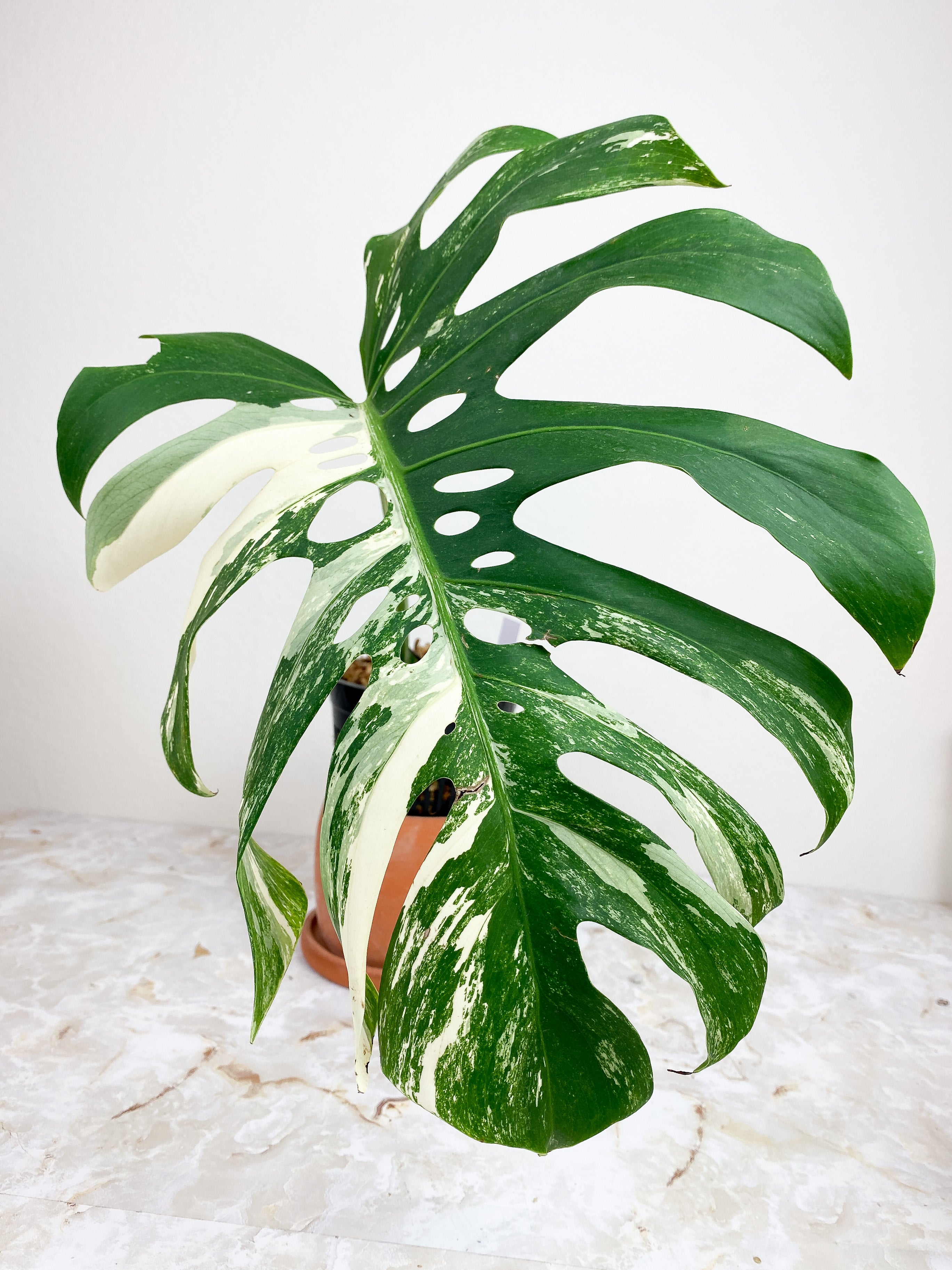 Monstera Deliciosa Borsigiana Huge 15" Leaf and 1 sprout