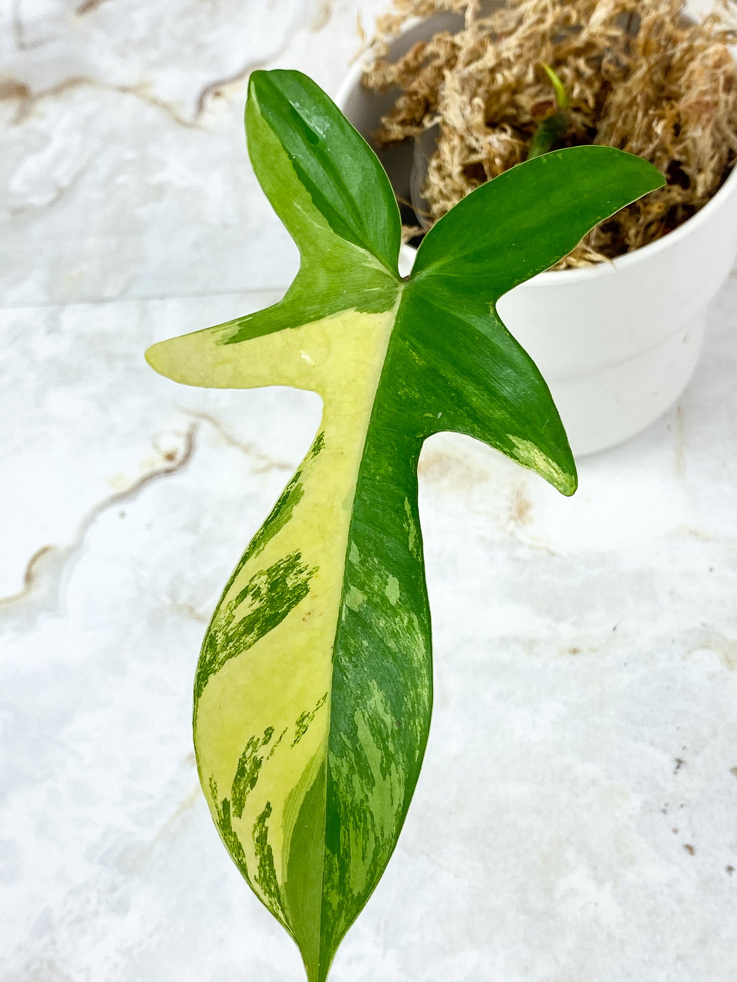 Philodendron Florida Beauty  Rooted 1 leaf 1 sprout