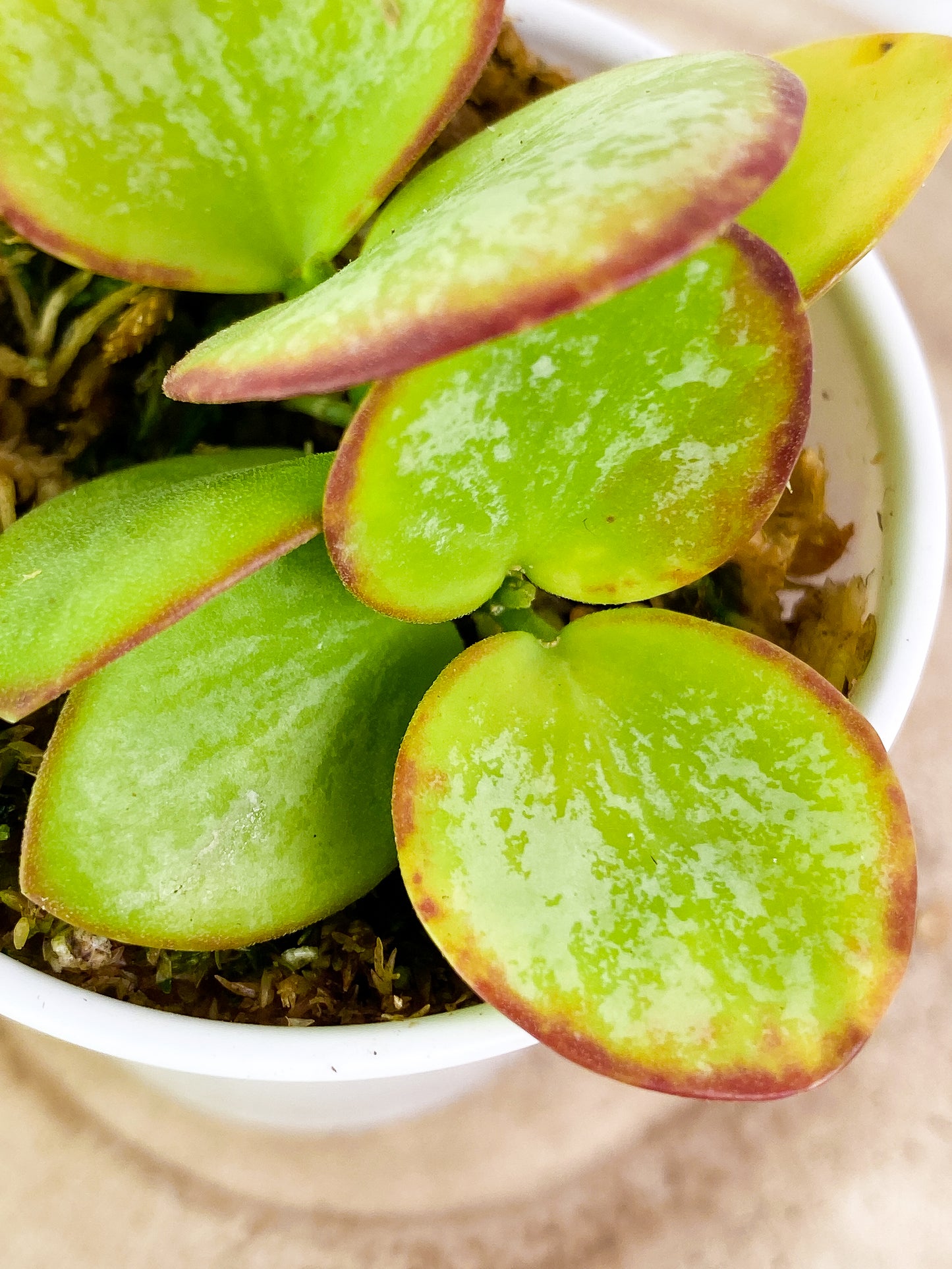 Hoya biakensis splash 6 leaves rooted sunstressed