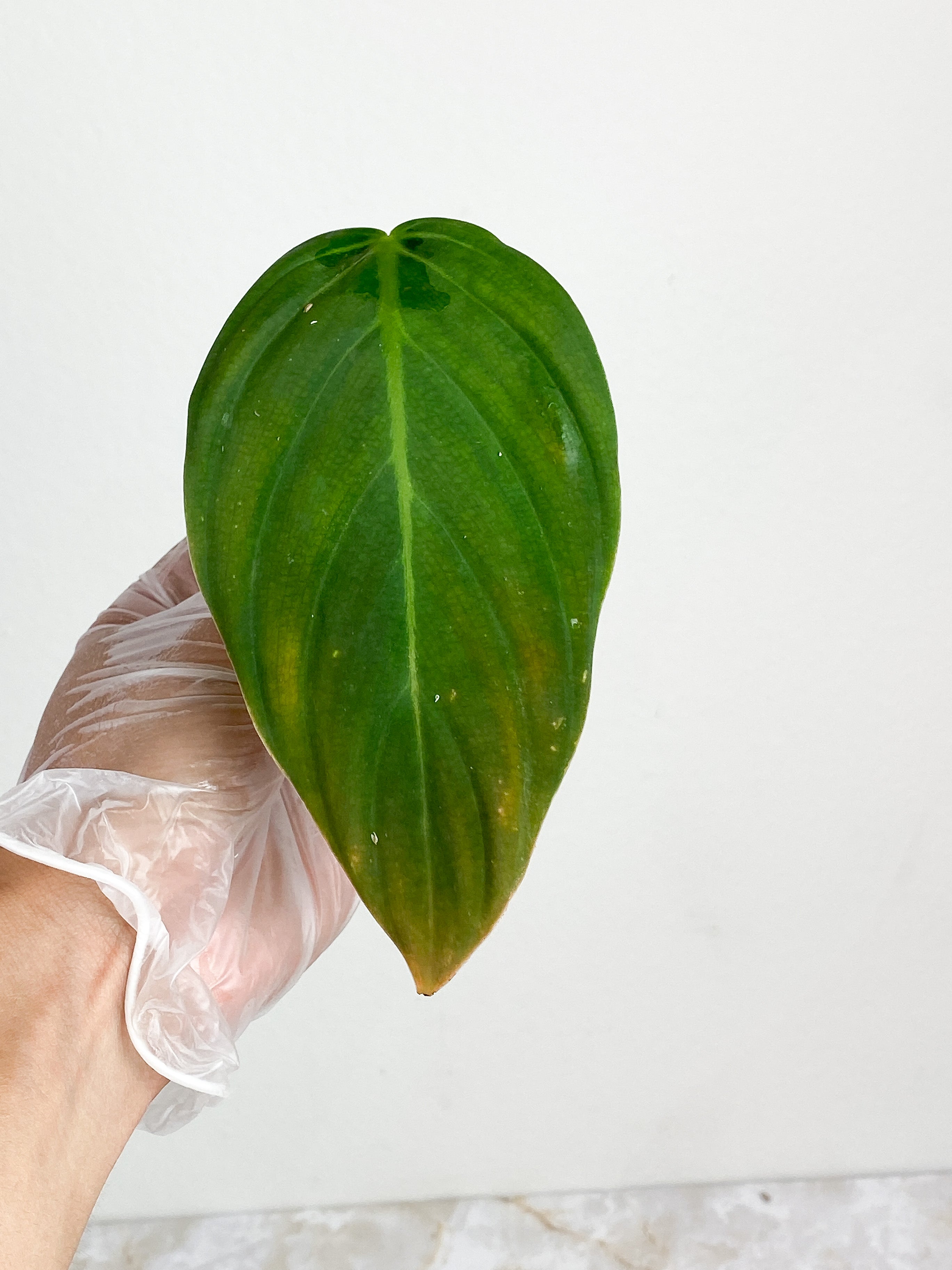 Philodendron Gigas rooting in water 1 leaf cutting