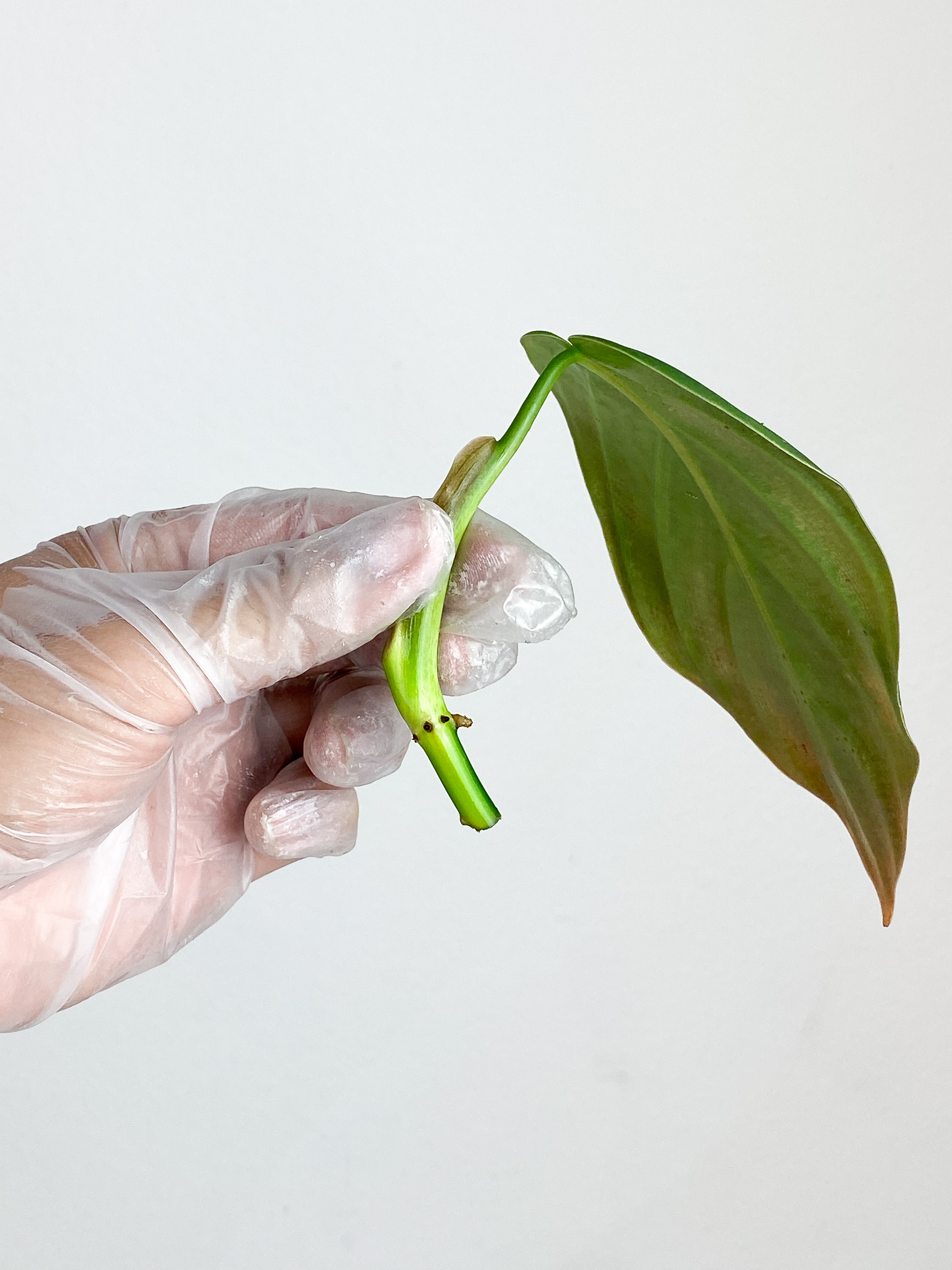 Philodendron Gigas rooting in water 1 leaf cutting