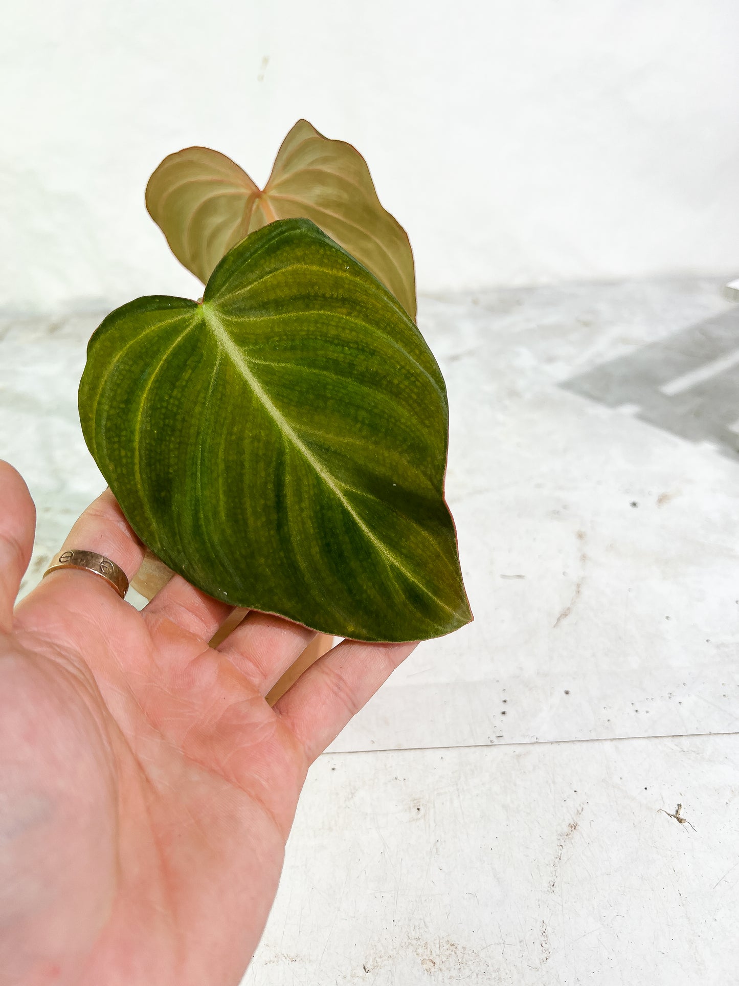 Philodendron  Glorious  2 leaves
