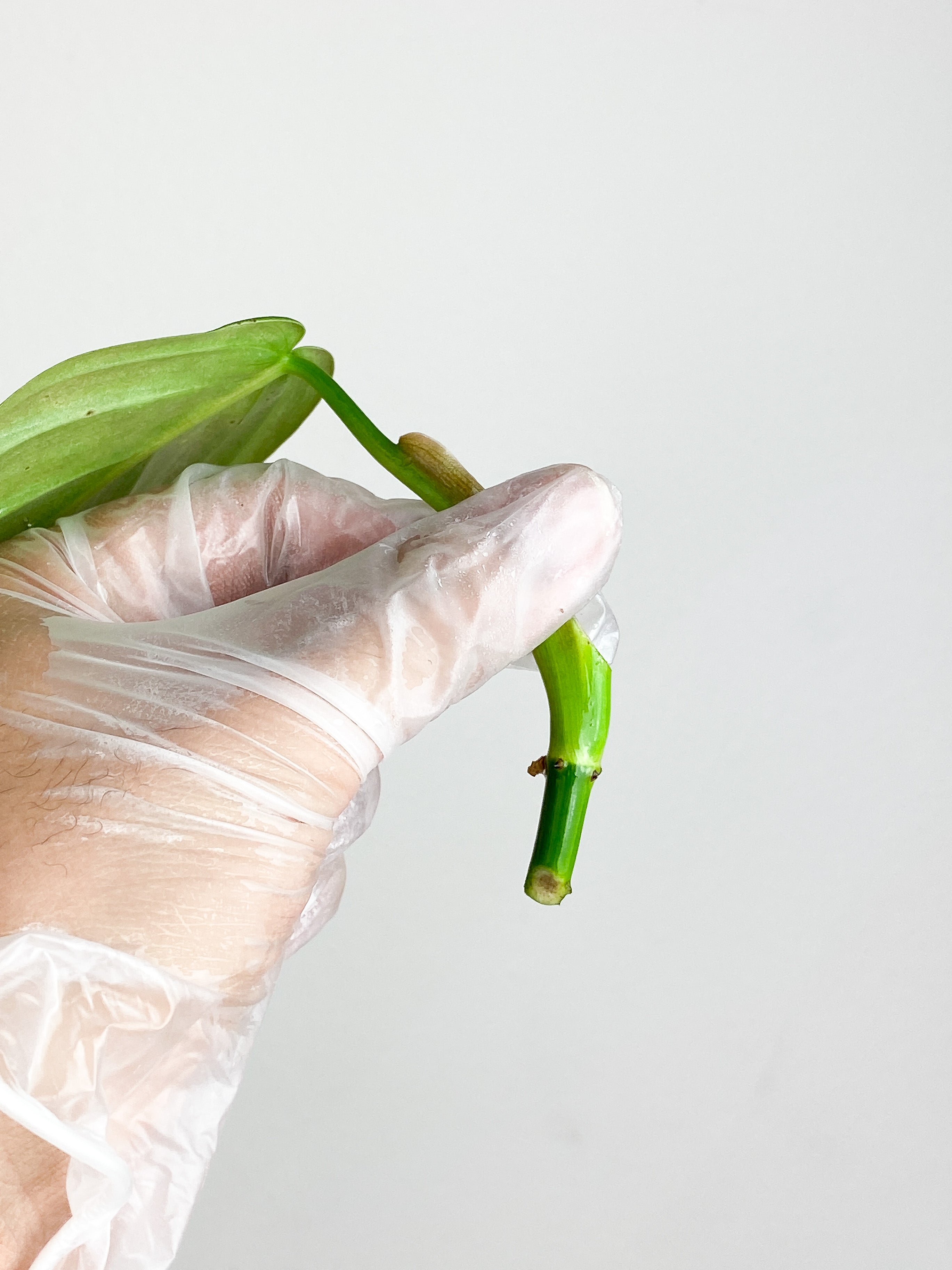 Philodendron Gigas rooting in water 1 leaf cutting