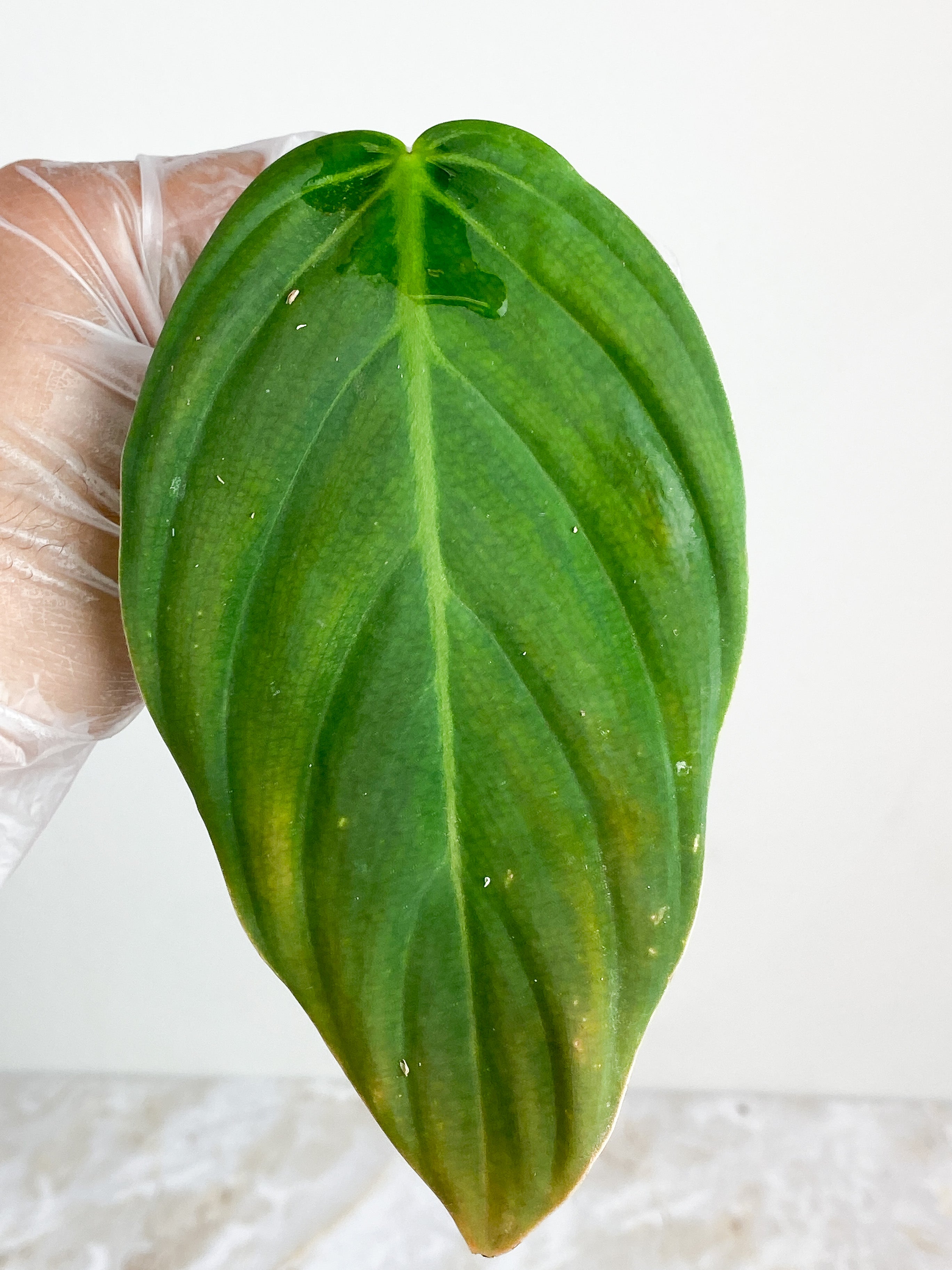 Philodendron Gigas rooting in water 1 leaf cutting