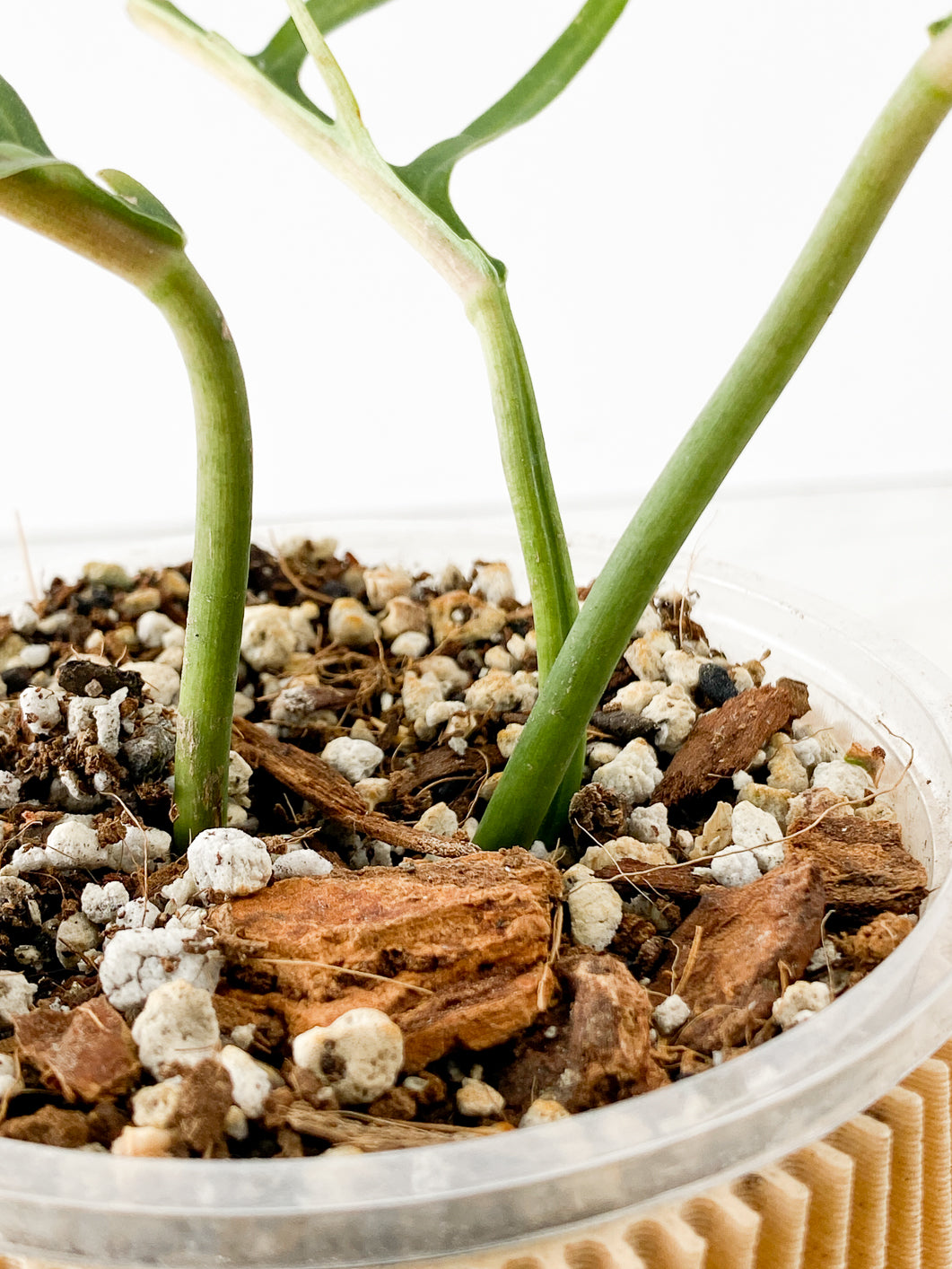 Philodendron Tortum 2 leaves slightly rooted