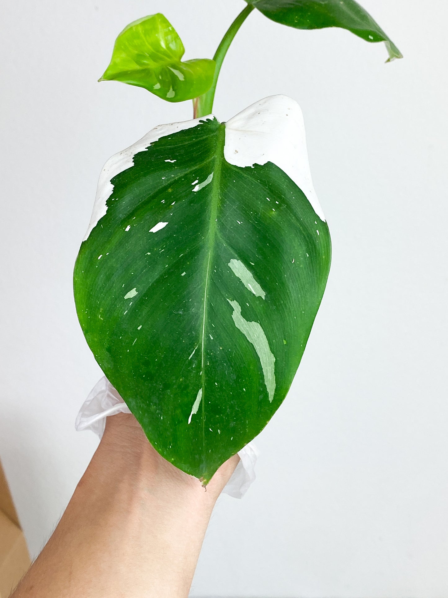 Philodendron white princess top cutting 4 leaves rooting in water