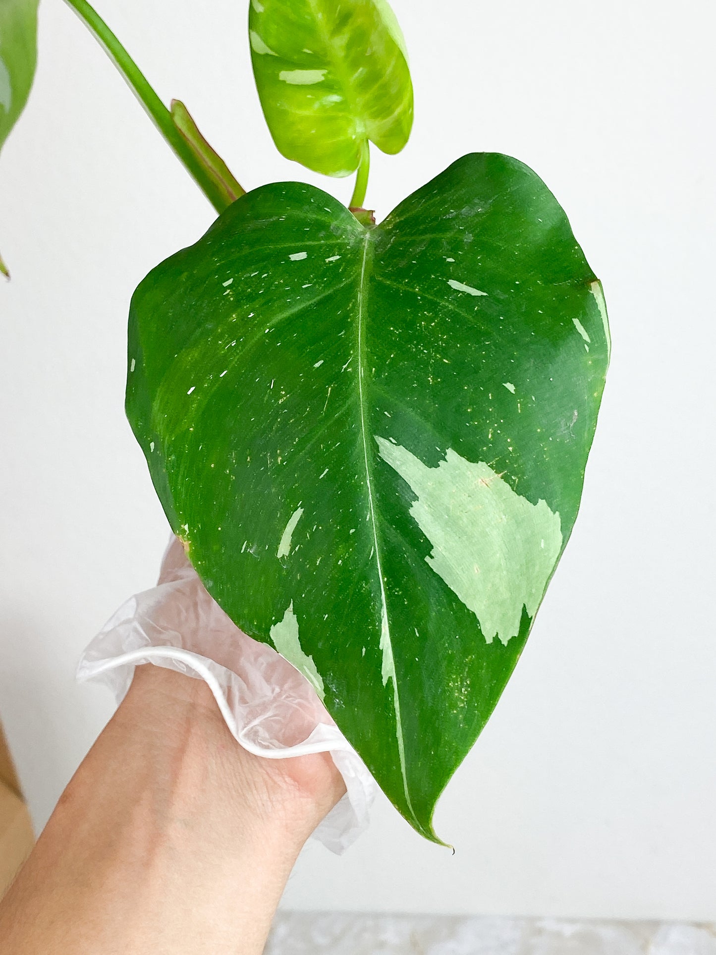 Philodendron white princess top cutting 4 leaves rooting in water