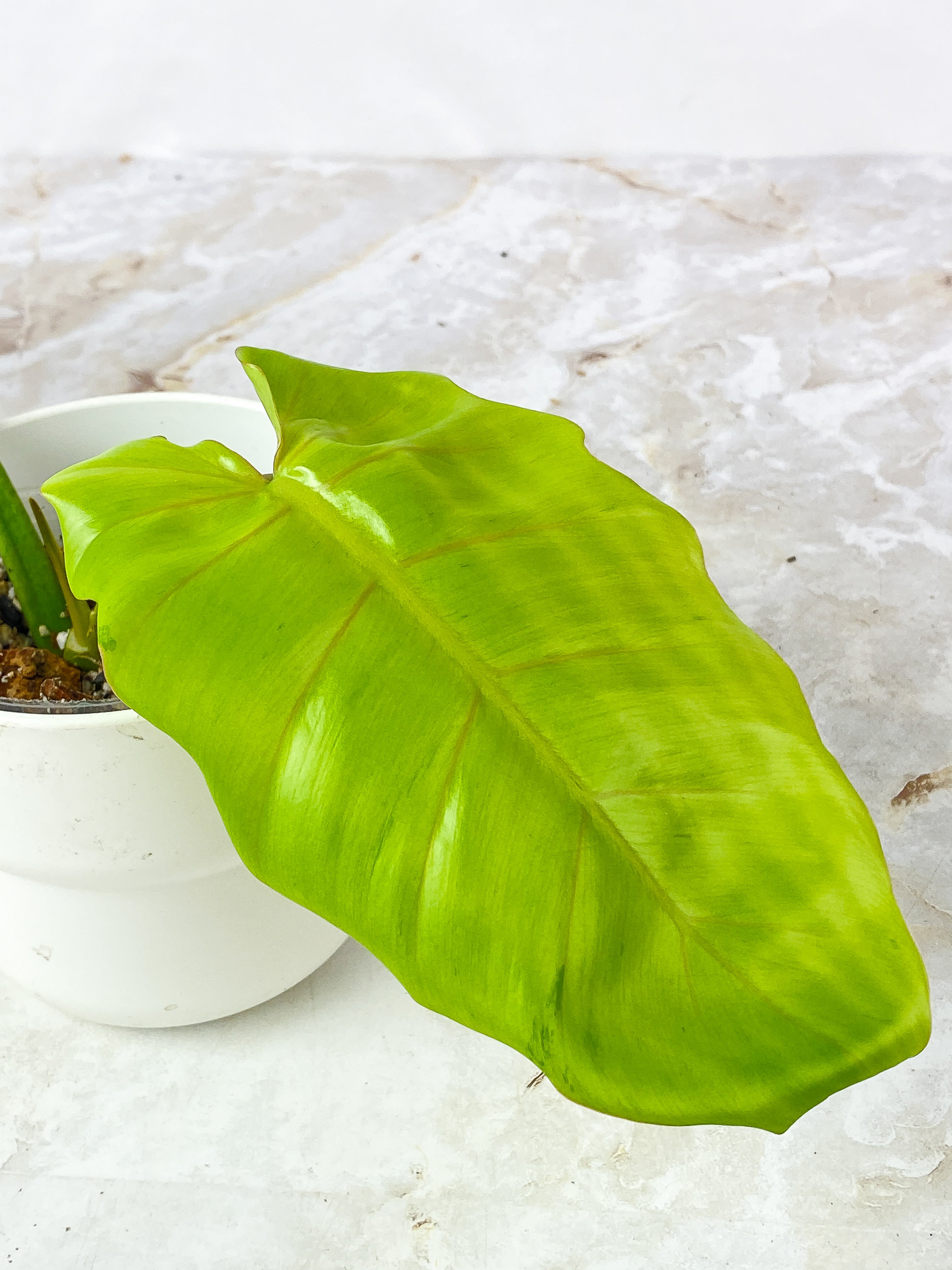 Philodendron Snowdrift   2 leaves, 1 sprout Rooted