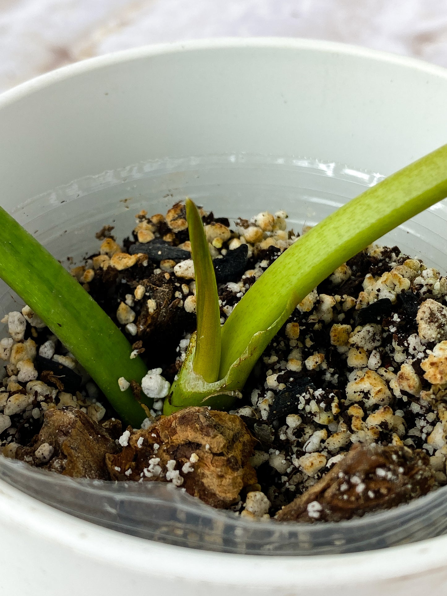 Philodendron Snowdrift   2 leaves, 1 sprout Rooted