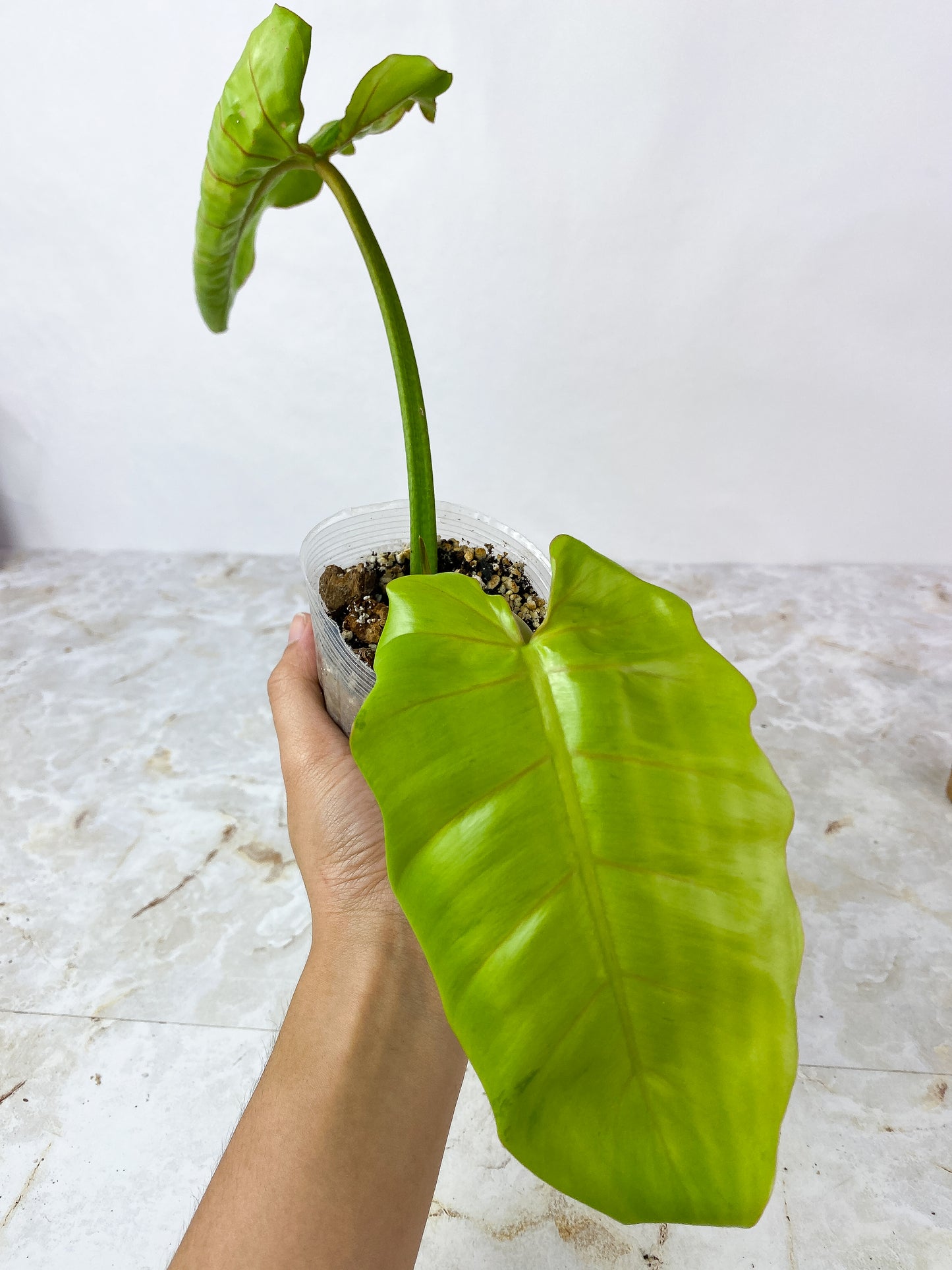 Philodendron Snowdrift   2 leaves, 1 sprout Rooted