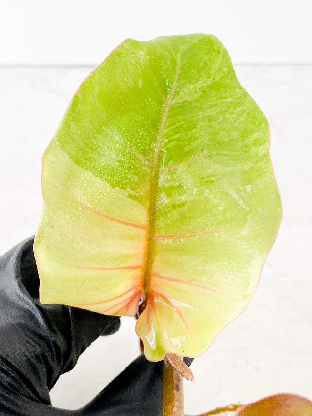 Philodendron Snowdrift Highly Variegated   2 leaves 1 sprout rooting