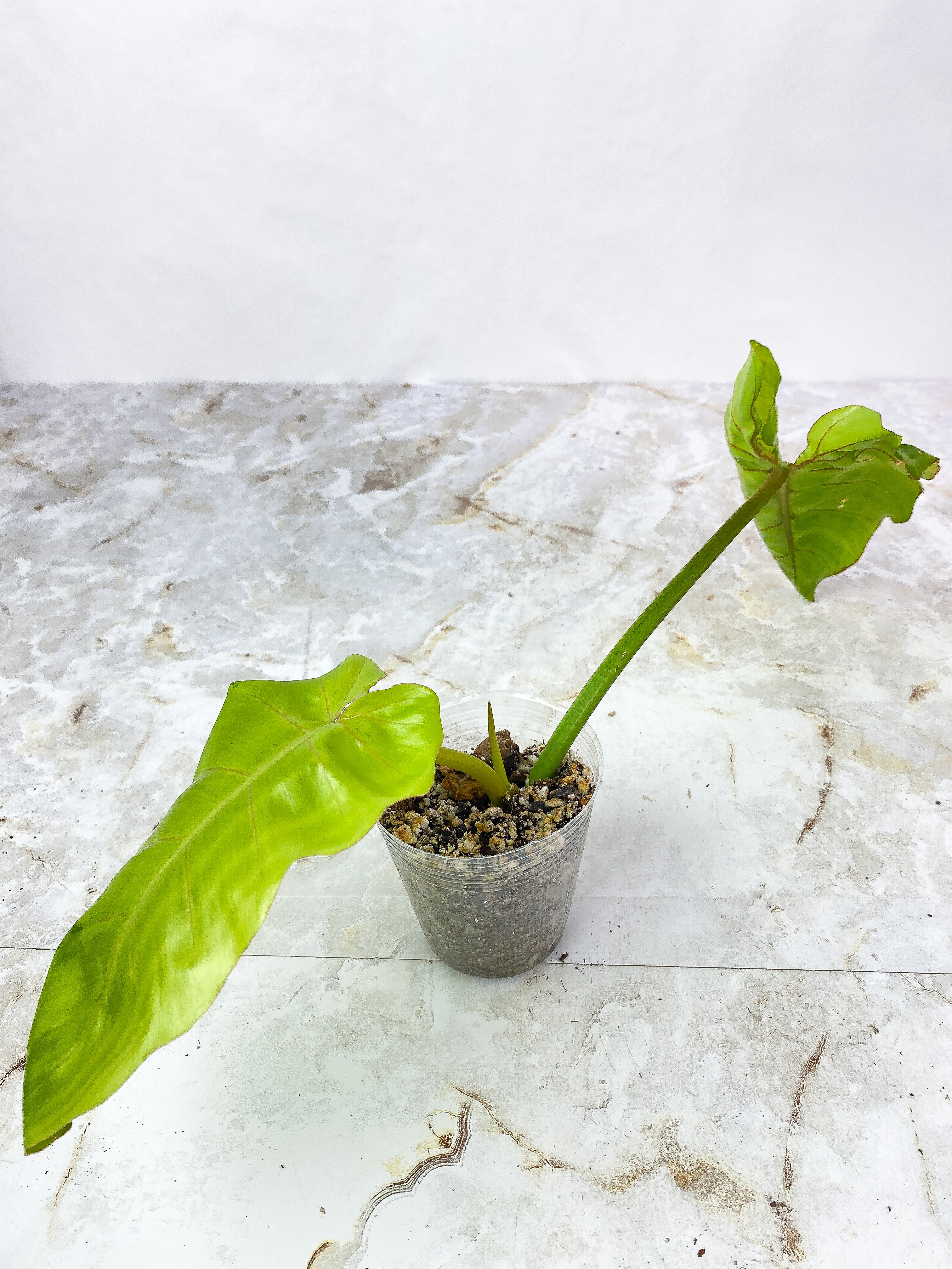 Philodendron Snowdrift   2 leaves, 1 sprout Rooted