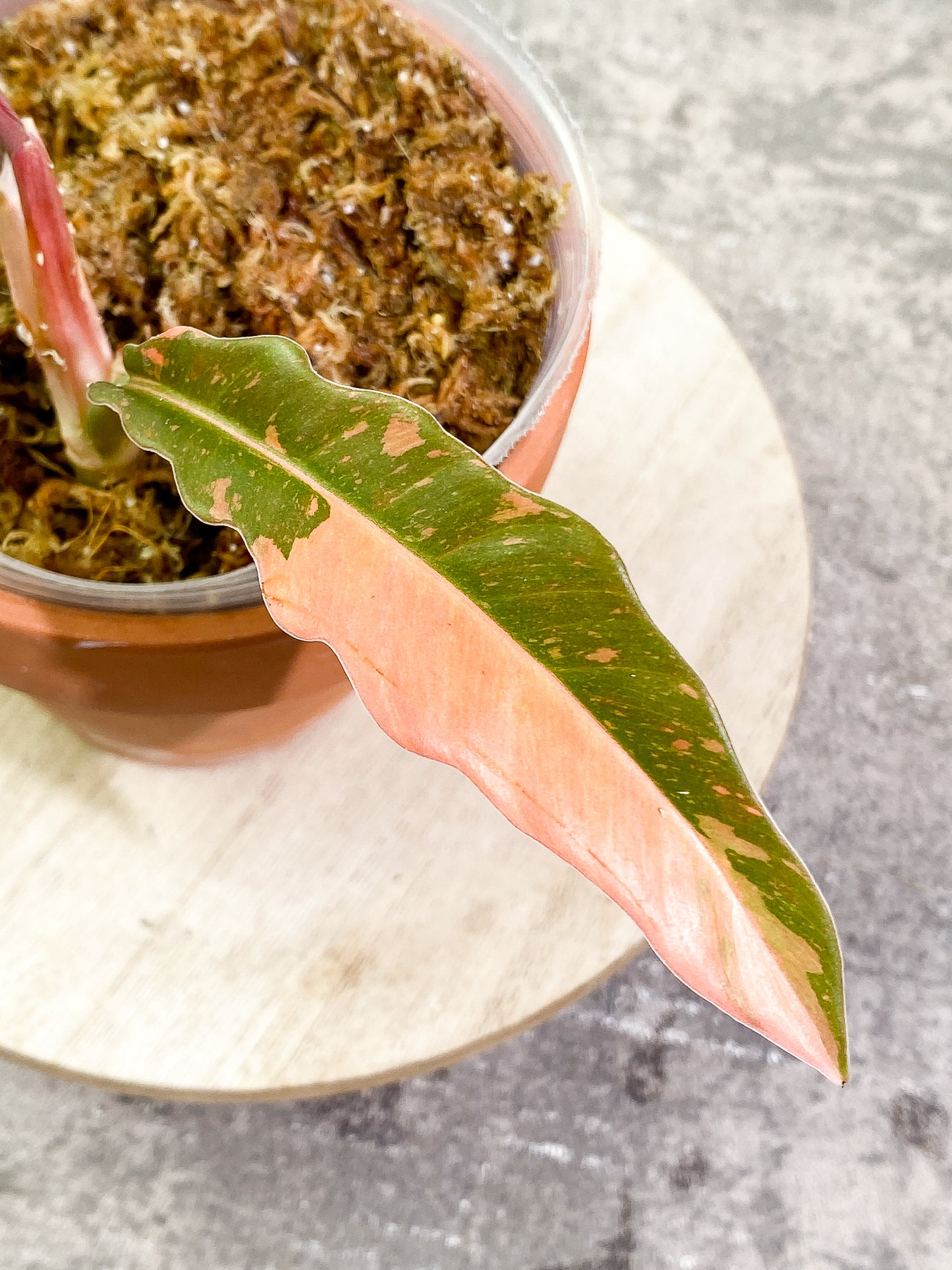 Philodendron Ring of Fire 1 leaf 1 sprout top cutting slightly rooted