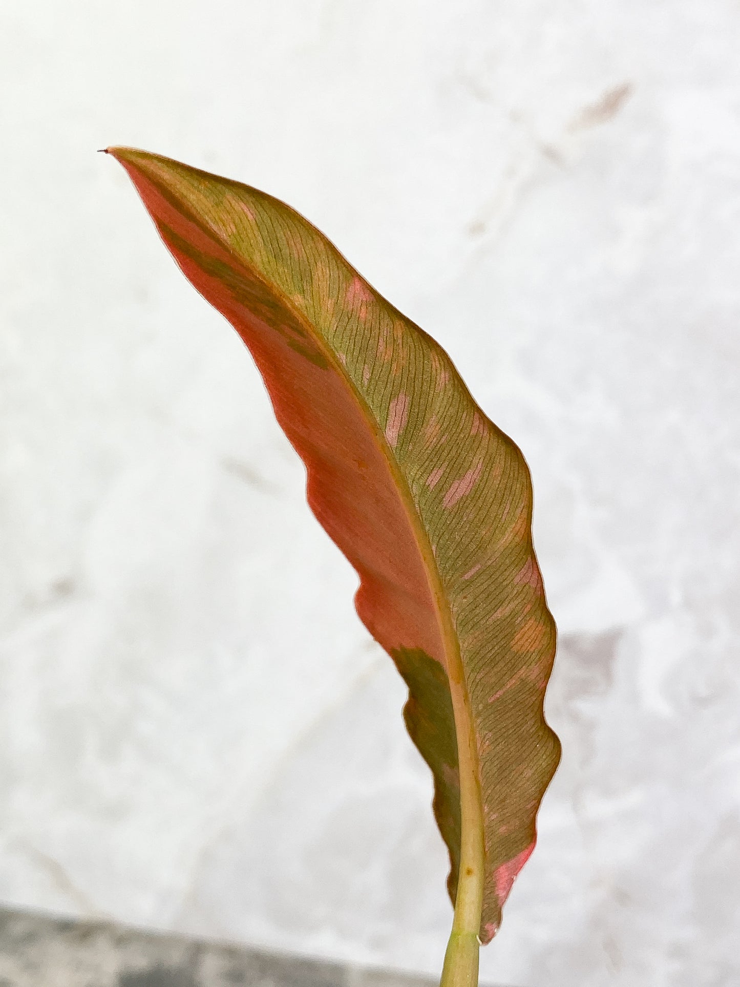 Philodendron Ring of Fire 1 leaf 1 sprout top cutting slightly rooted