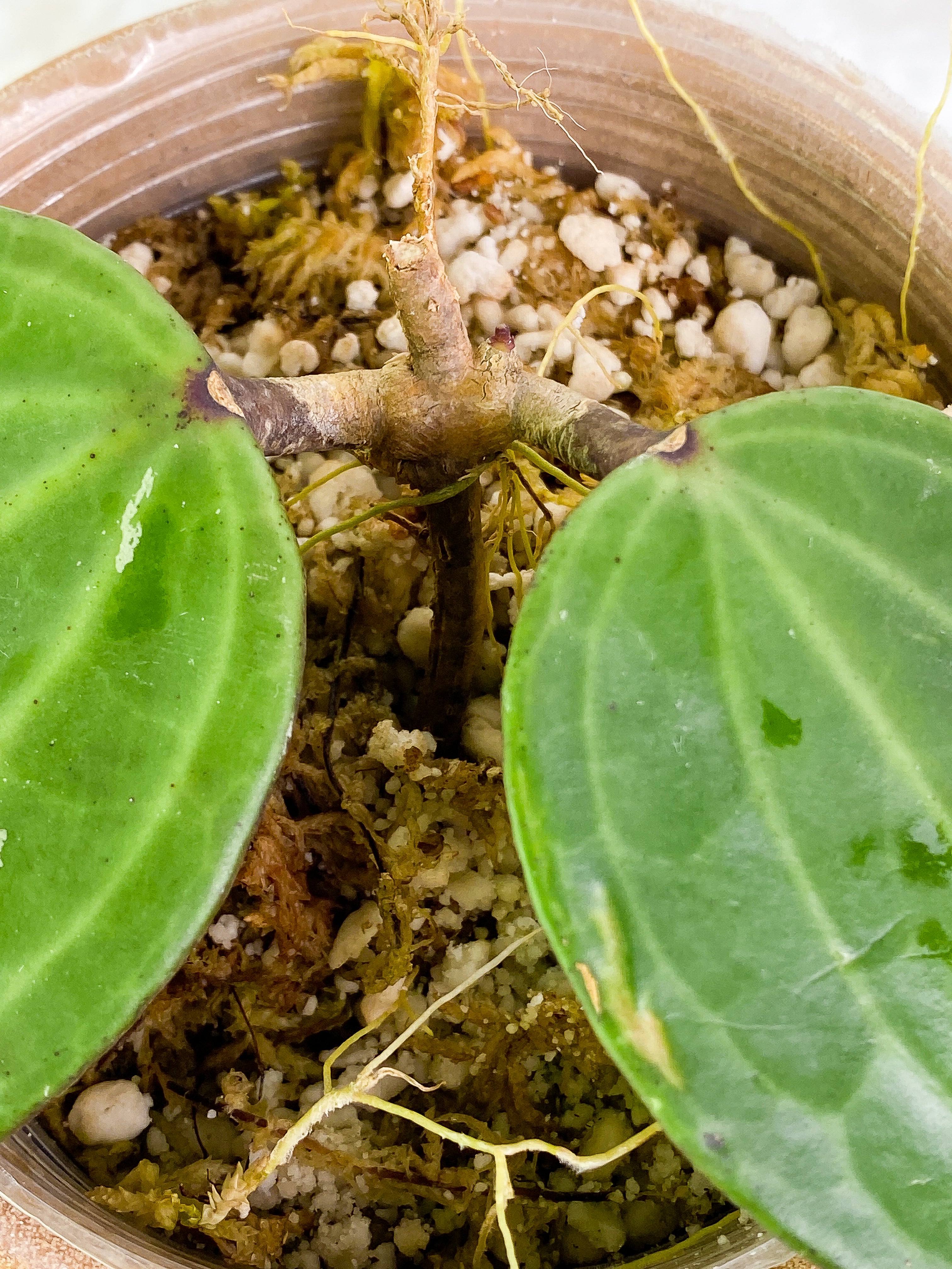 Hoya Latifolia  2 leaves 1 bud rooted