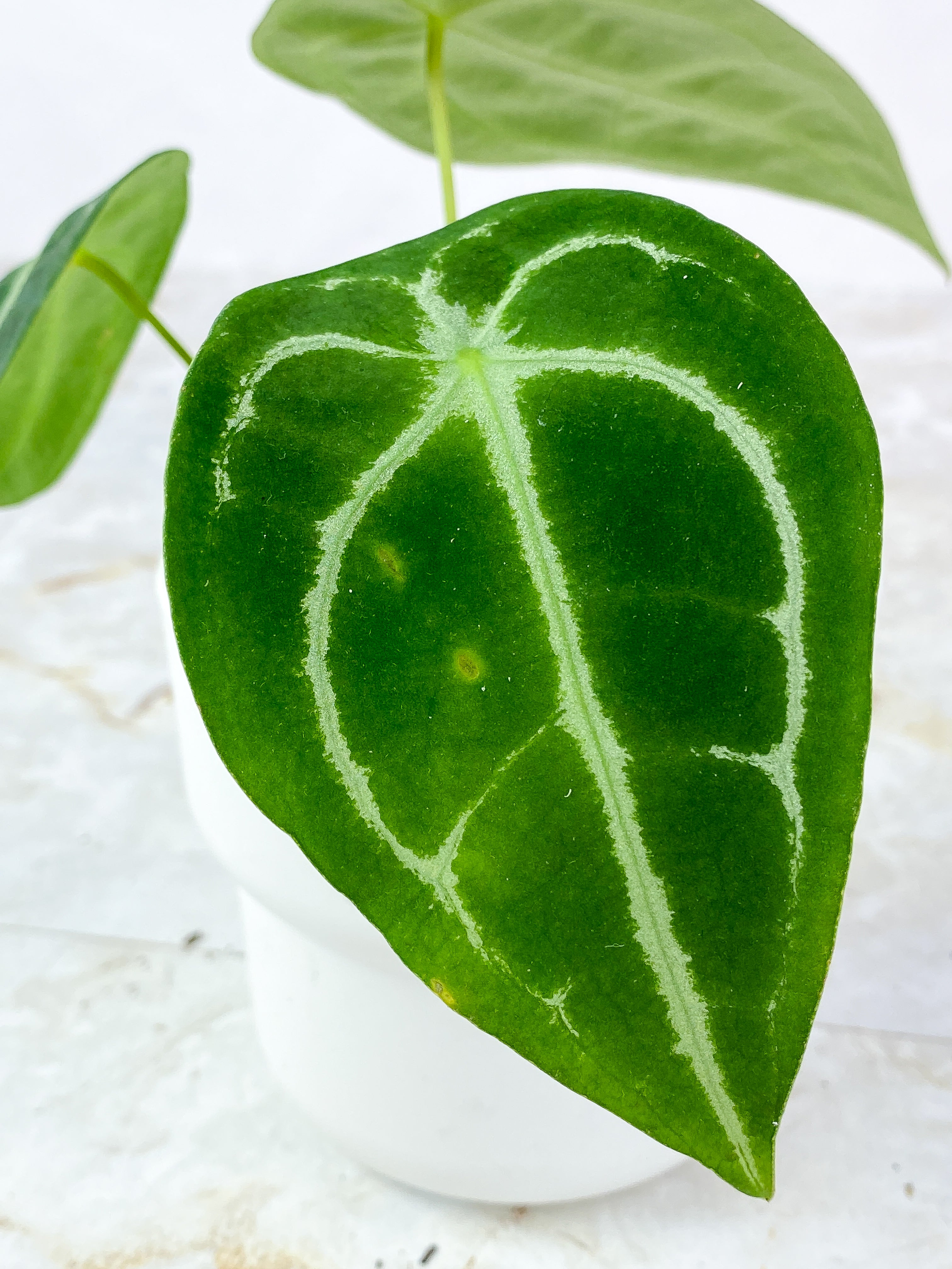 Anthurium Forgetii x Crystallinum Rooted 3 leaves