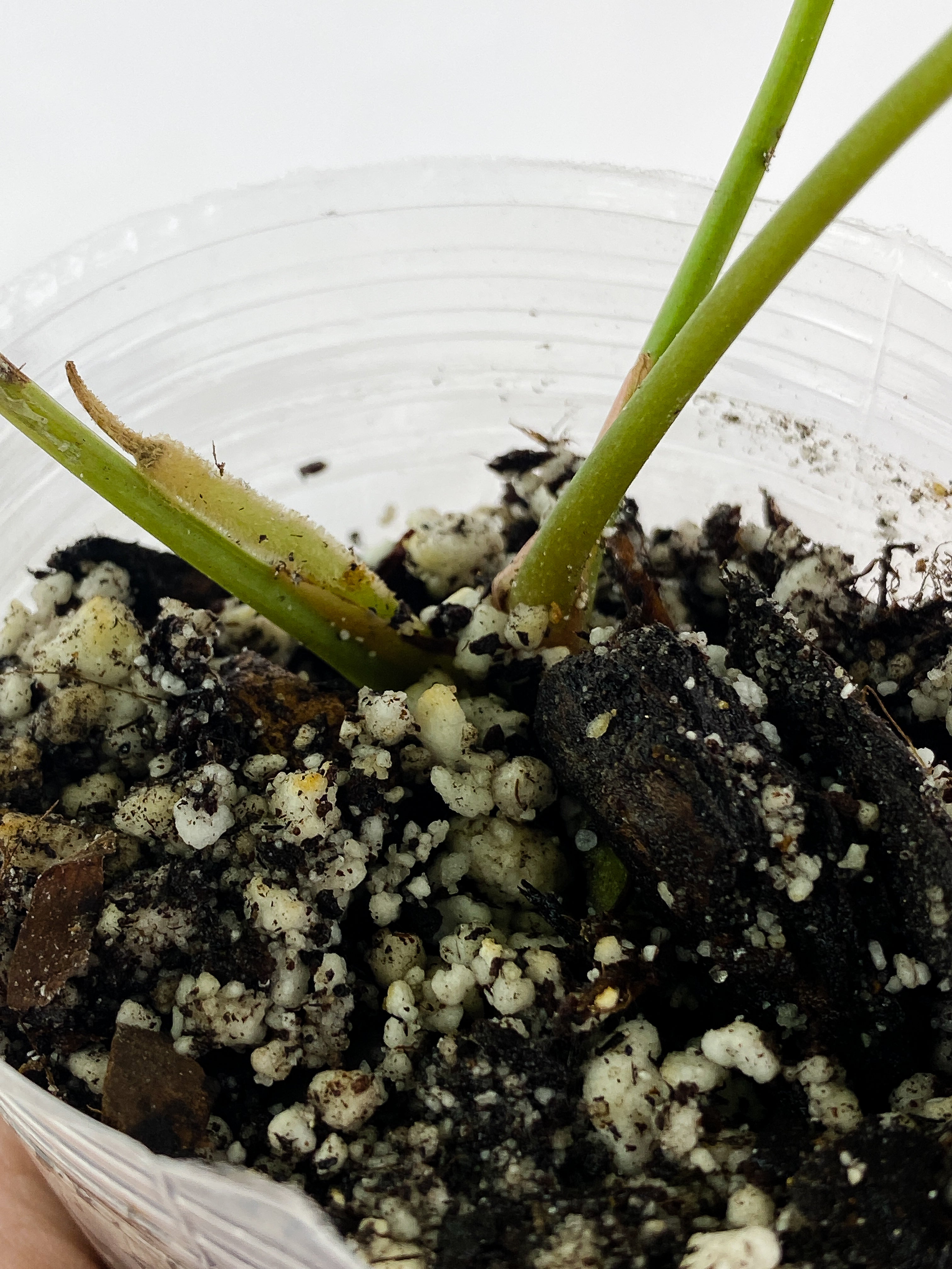 Anthurium Forgetii x Crystallinum Rooted 3 leaves