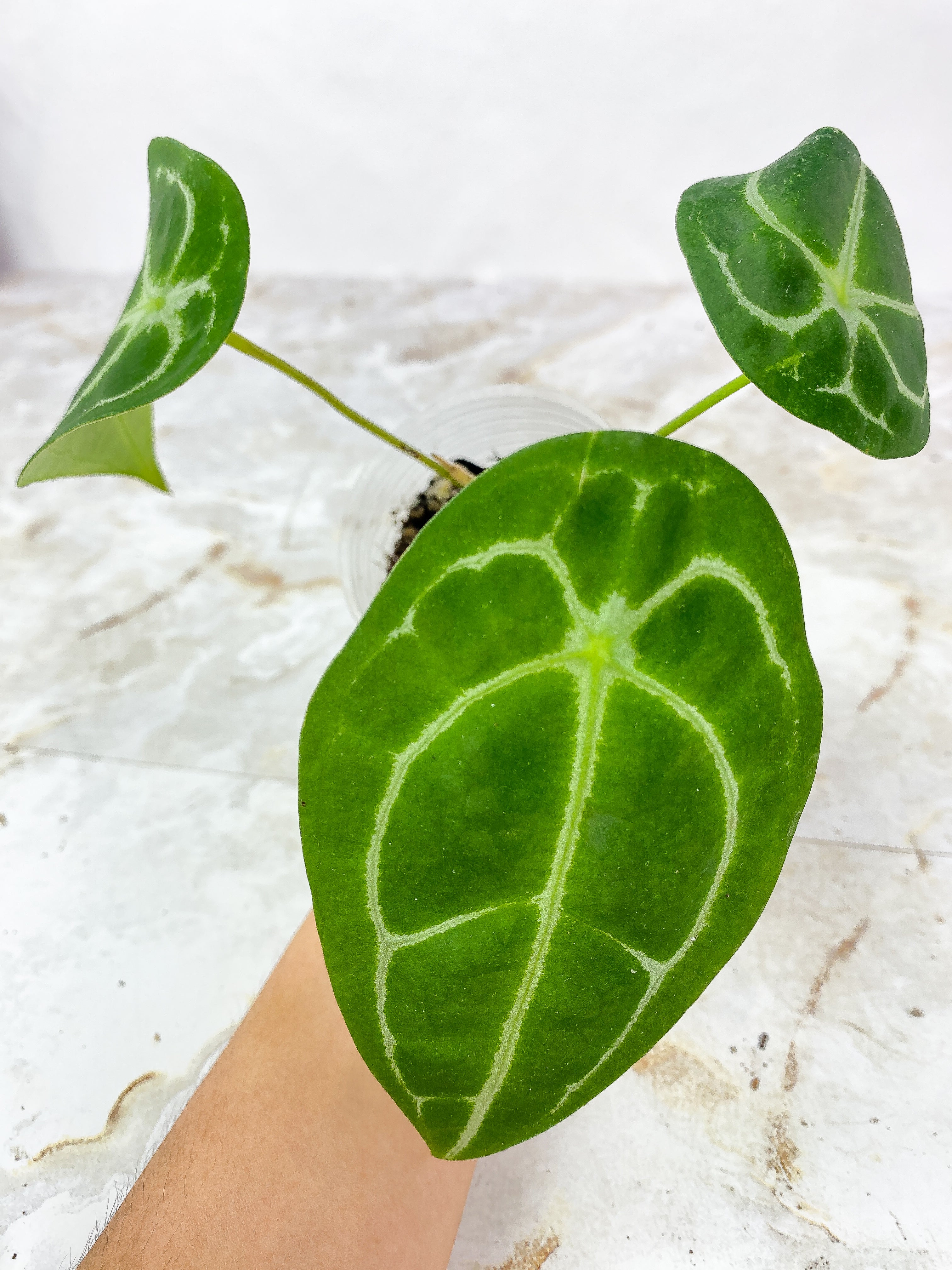 Anthurium Forgetii x Crystallinum Rooted 3 leaves