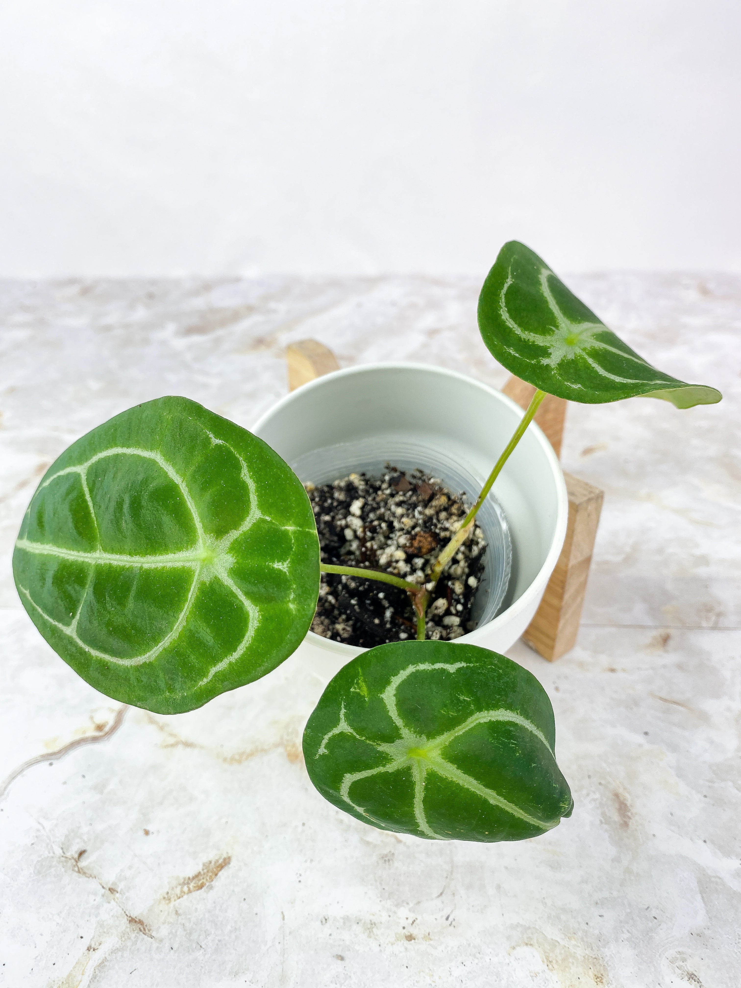 Anthurium Forgetii x Crystallinum Rooted 3 leaves