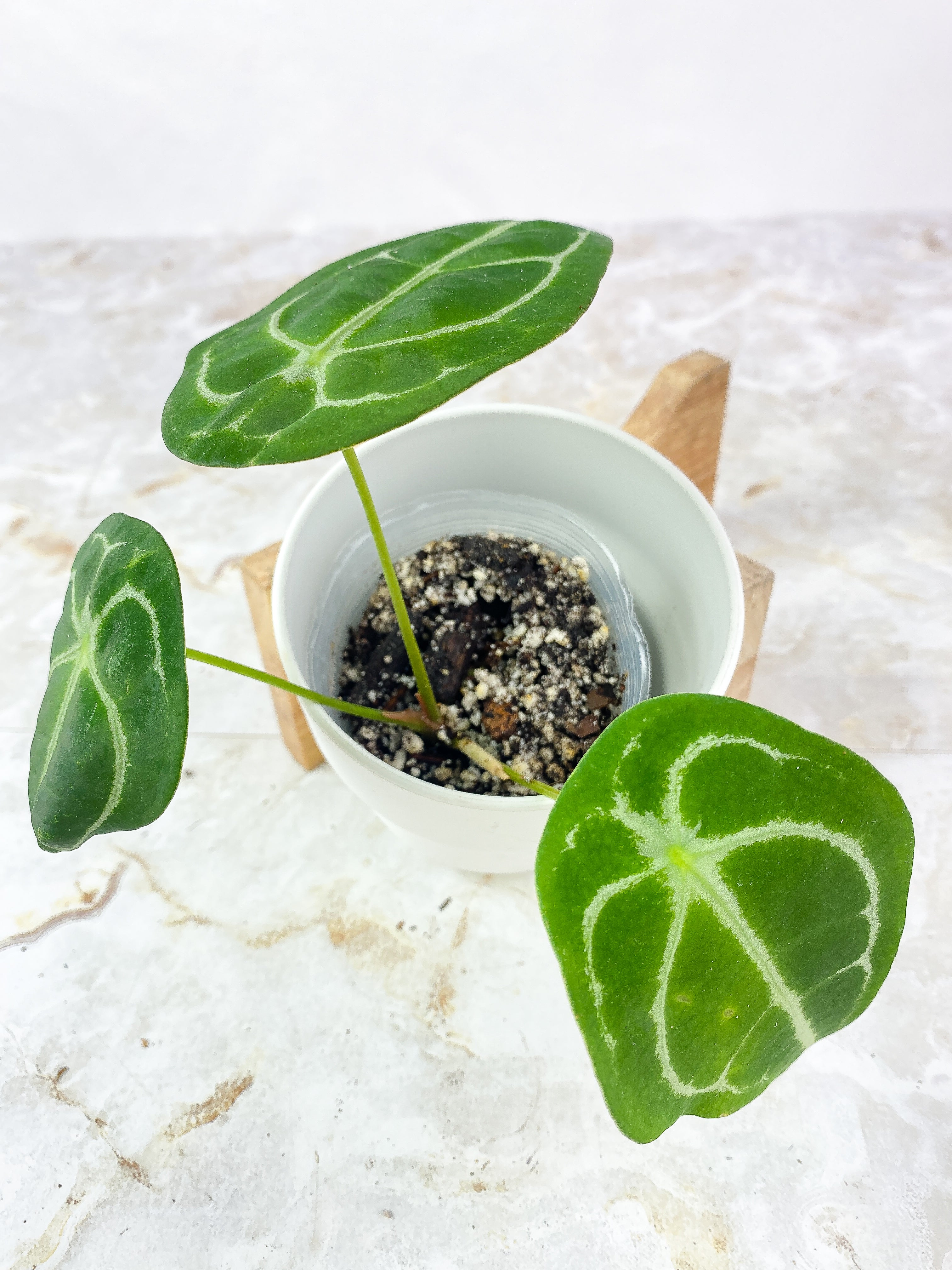 Anthurium Forgetii x Crystallinum Rooted 3 leaves