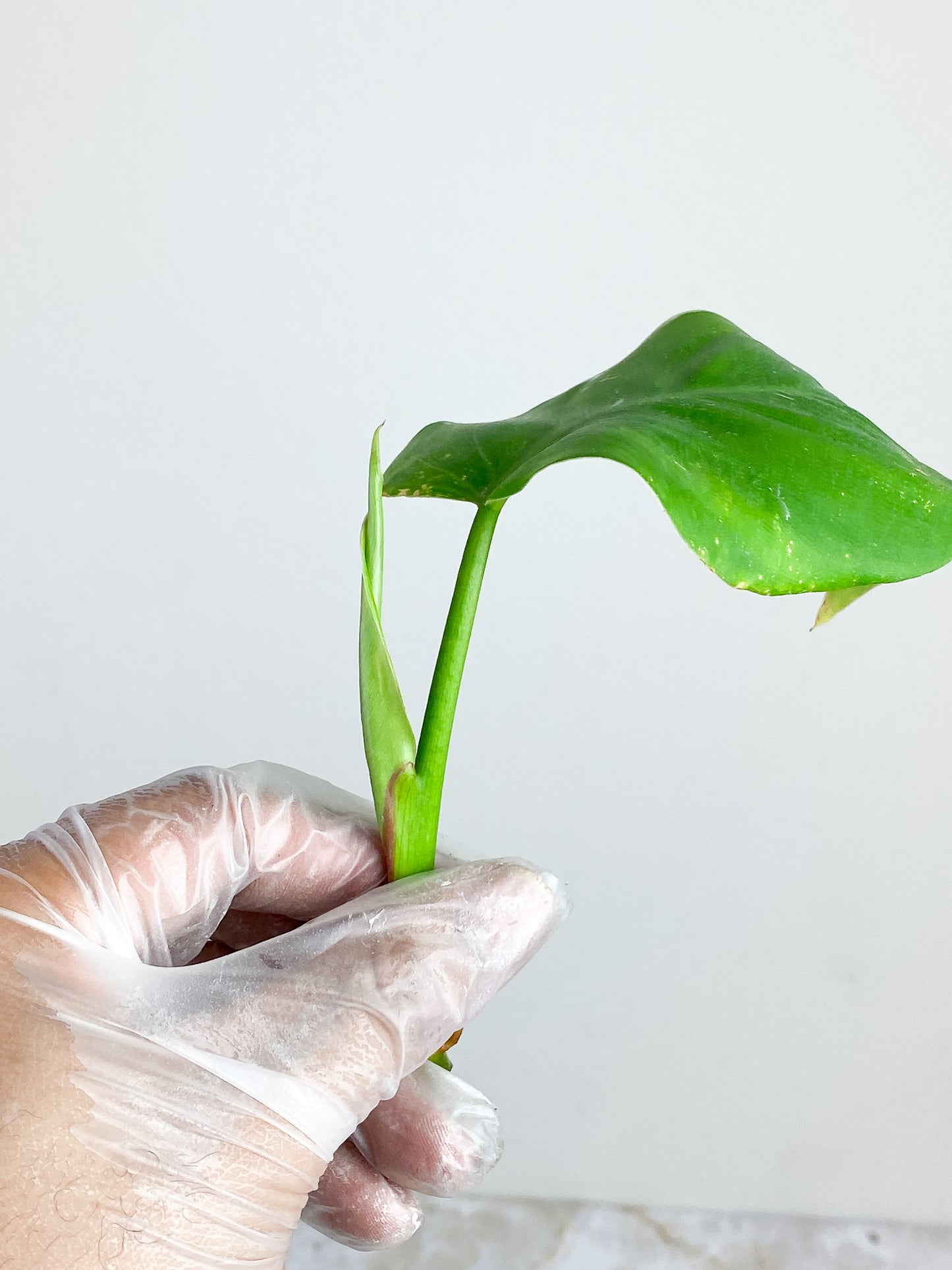 Philodendron white princess cutting 2 leaves top rooting in water