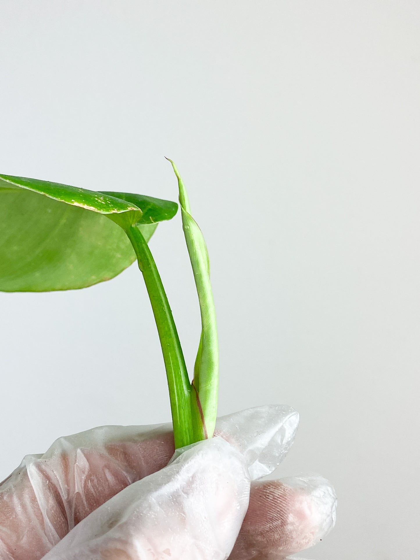 Philodendron white princess cutting 2 leaves top rooting in water