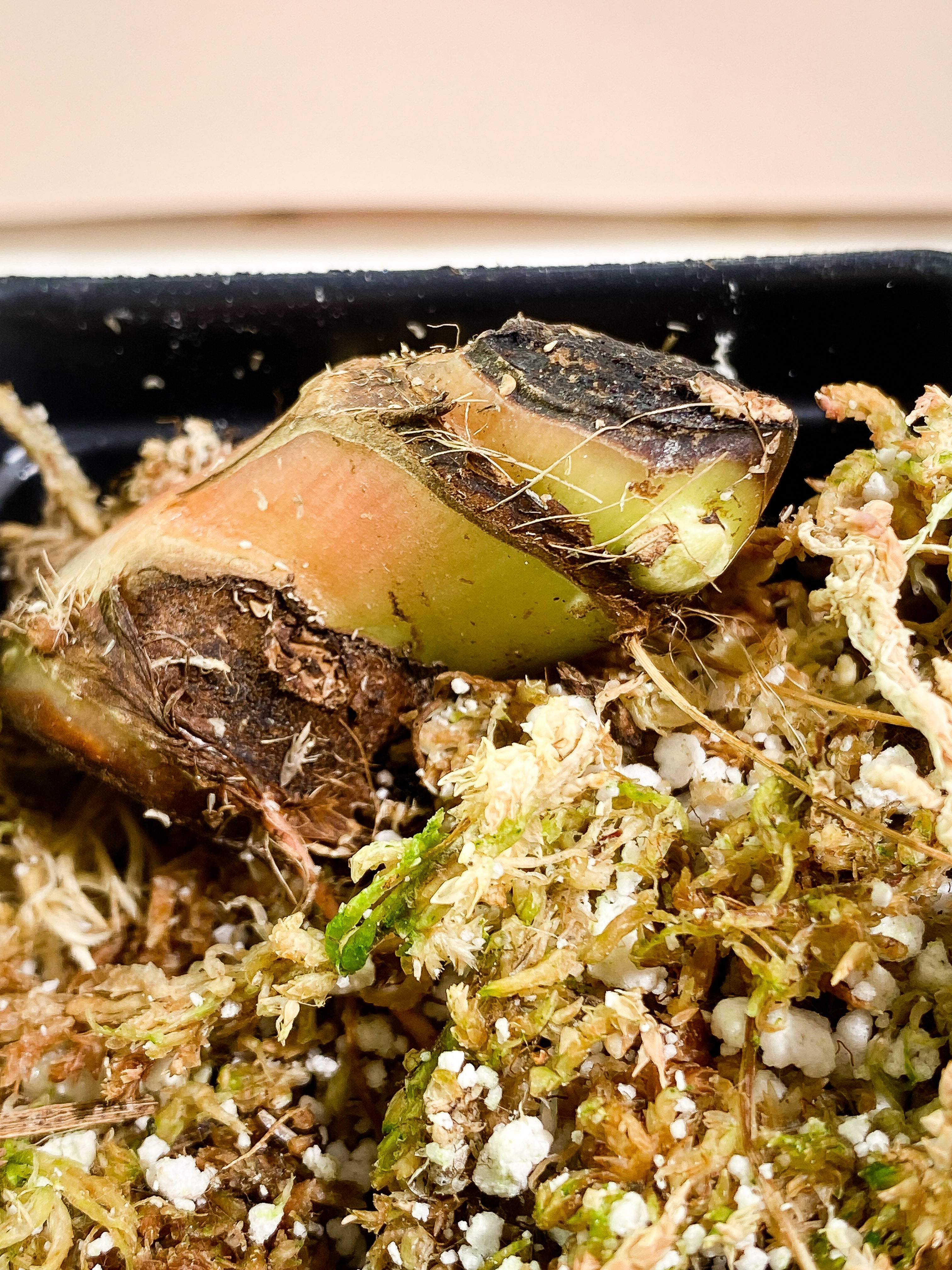 Philodendron plowmanii double node 2 sprouts Rooted