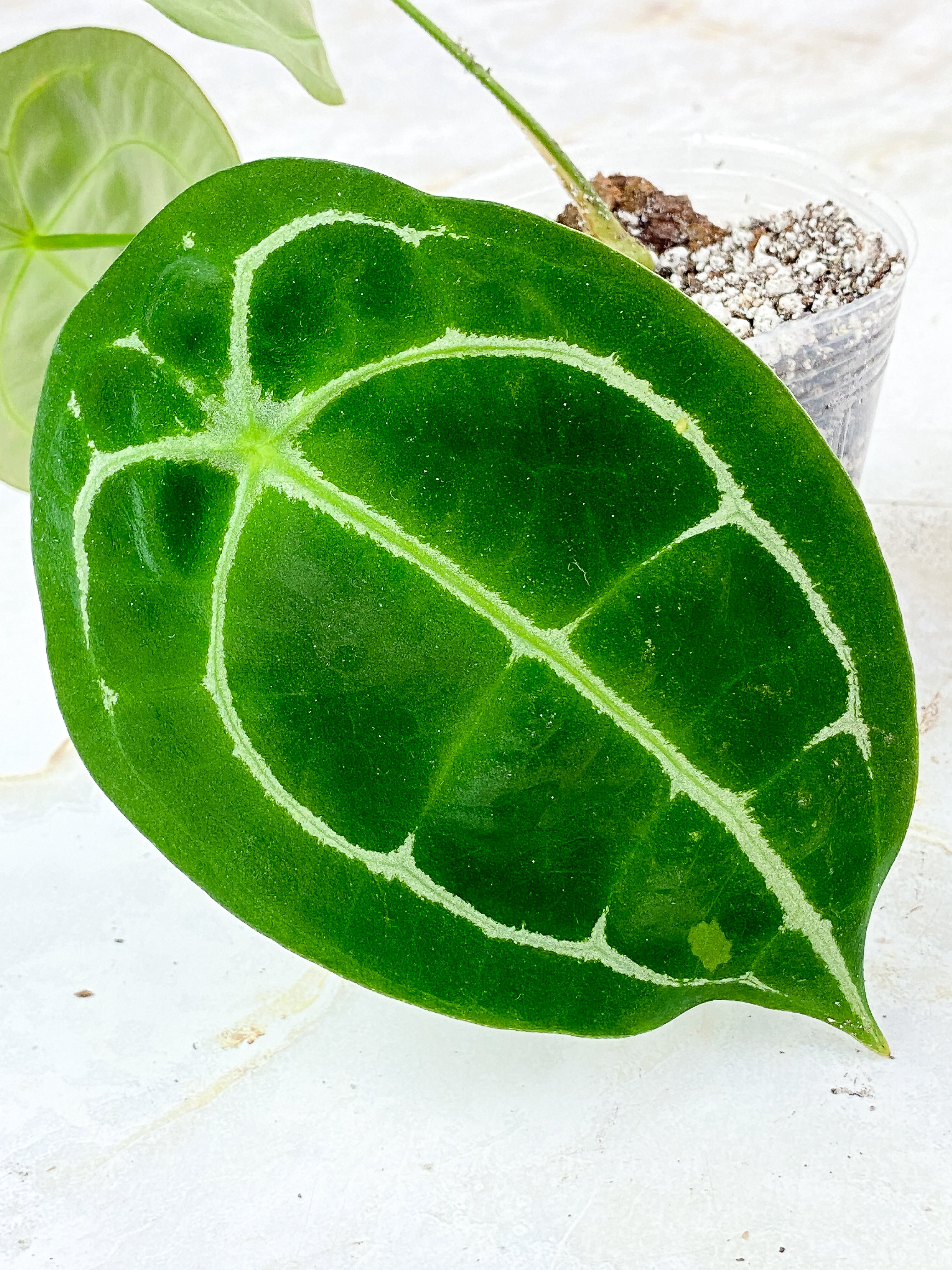 Anthurium Forgetii x Crystallinum Rooted 3 leaves