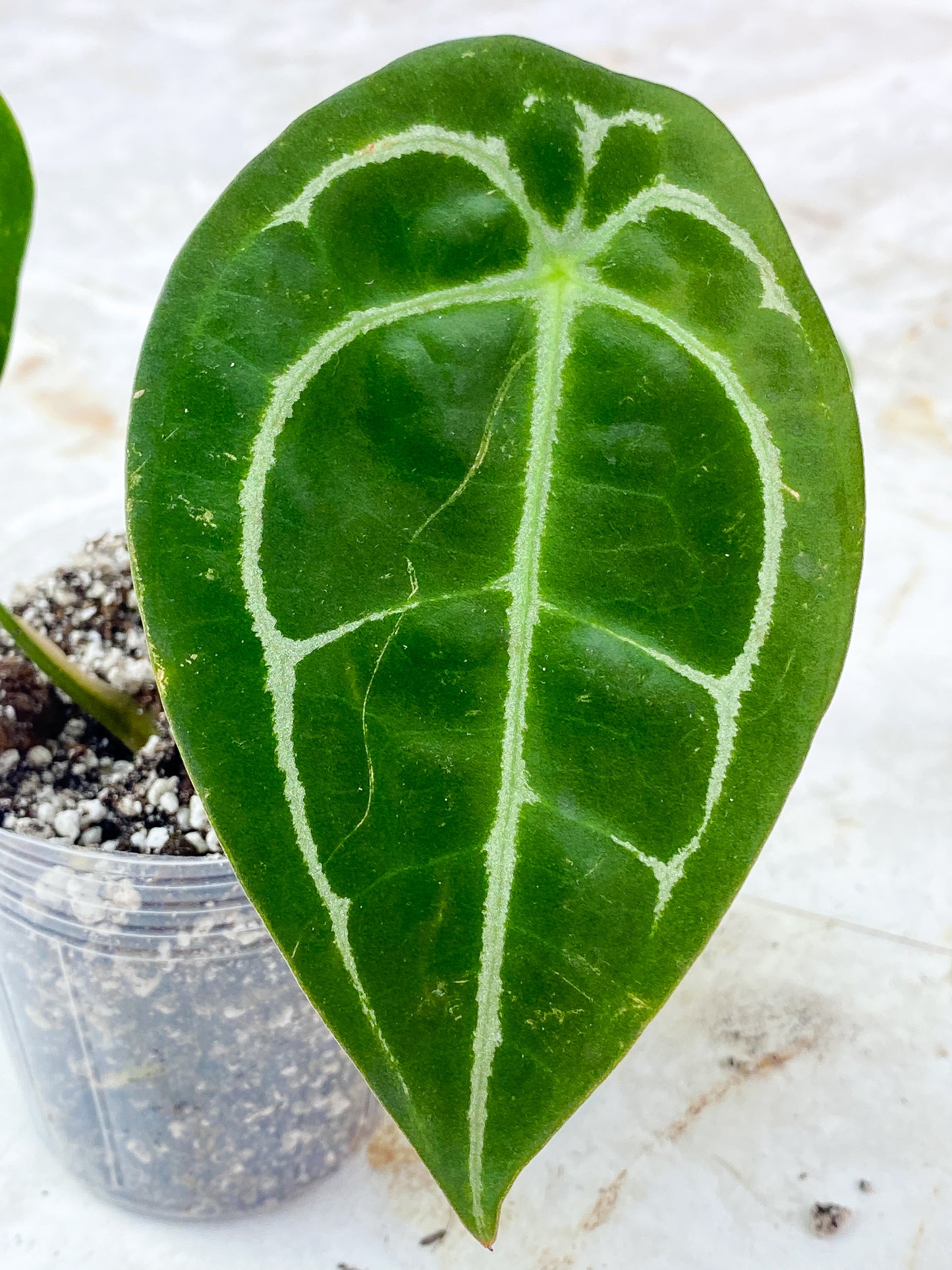 Anthurium Forgetii x Crystallinum Rooted 3 leaves
