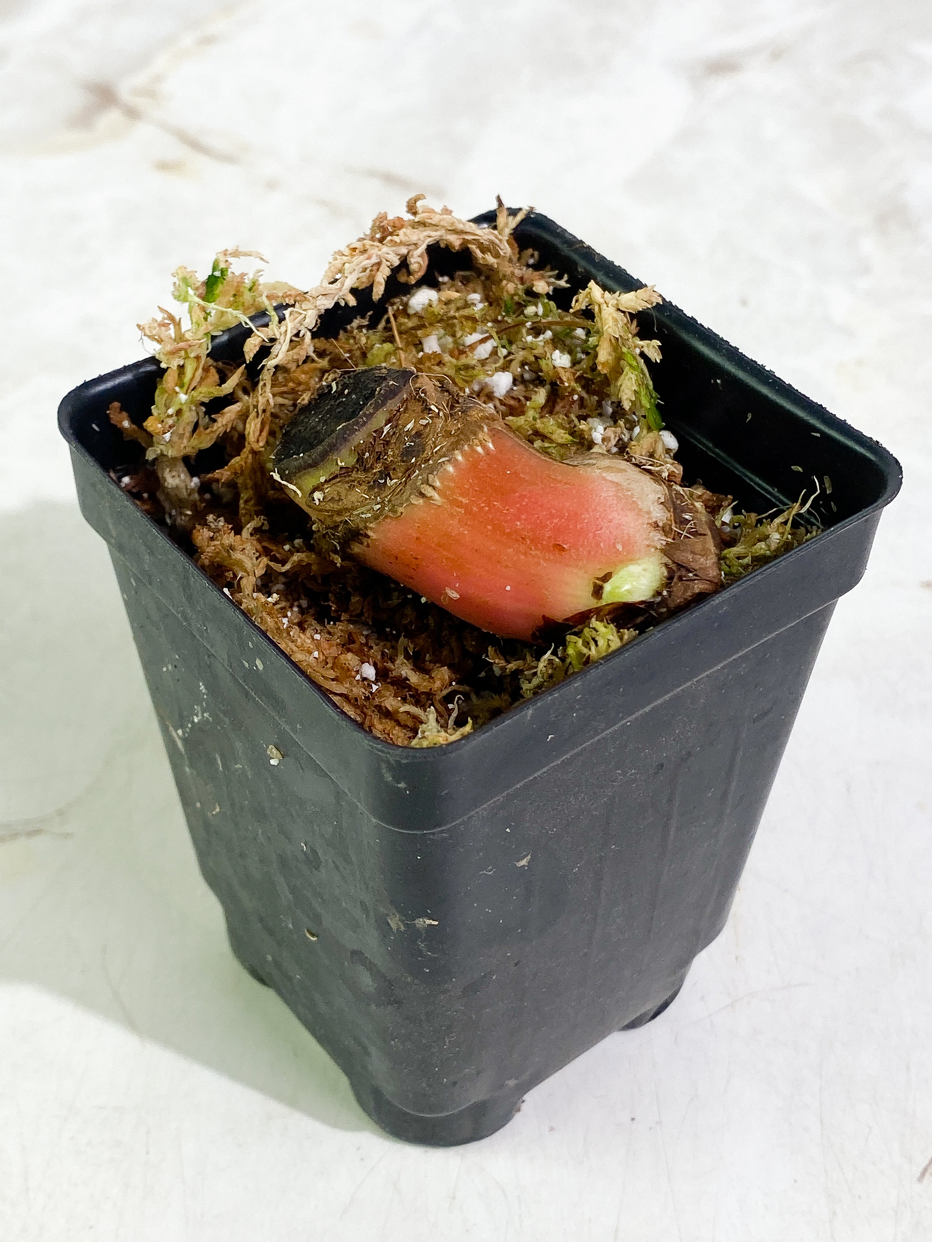 Philodendron plowmanii double node 2 sprouts Rooted