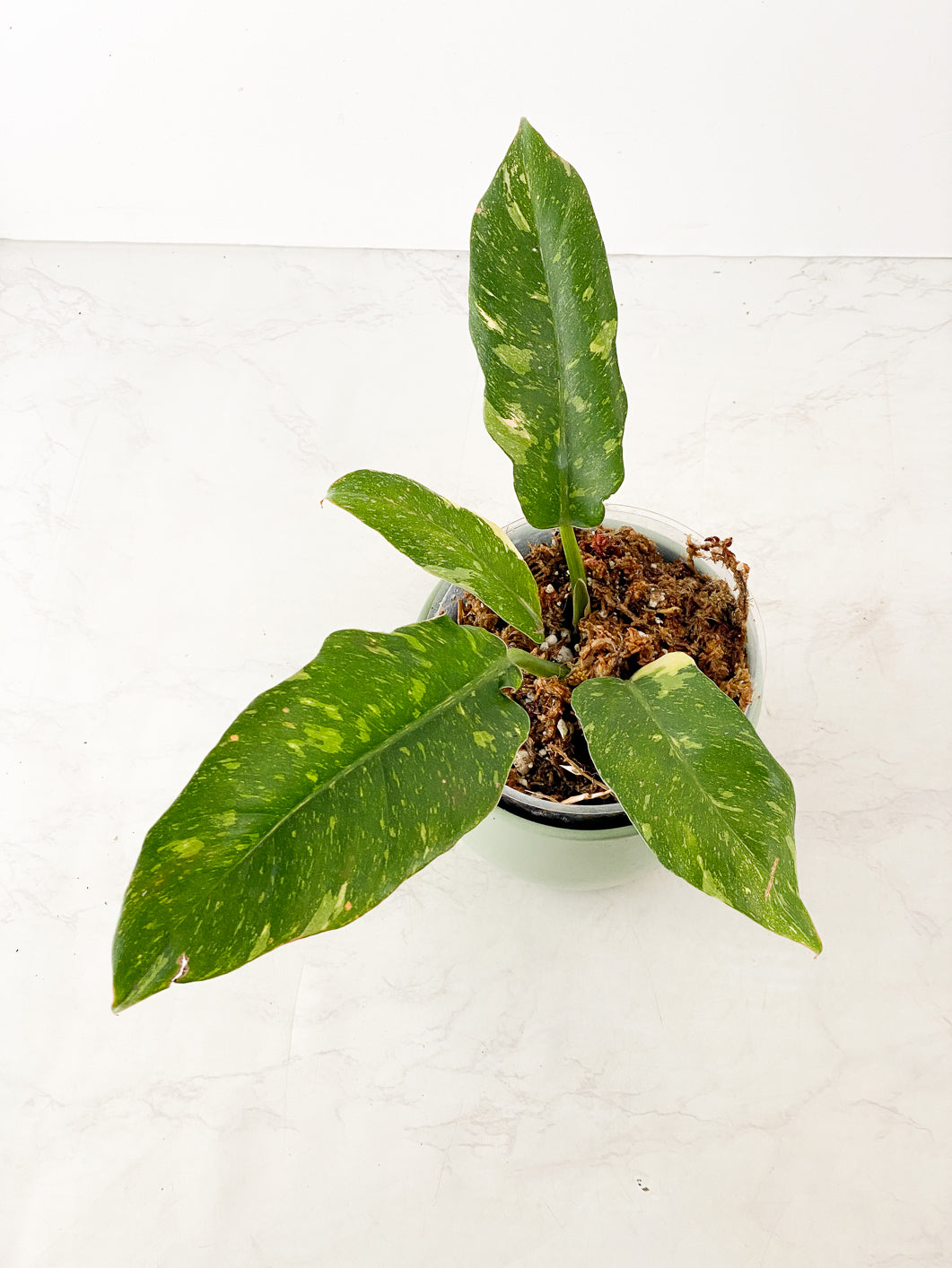 Philodendron Ring of Fire Round Form 4 leaves. Special mutation that produce boarder leaf blade. Resembling caramel marble leaf shape.