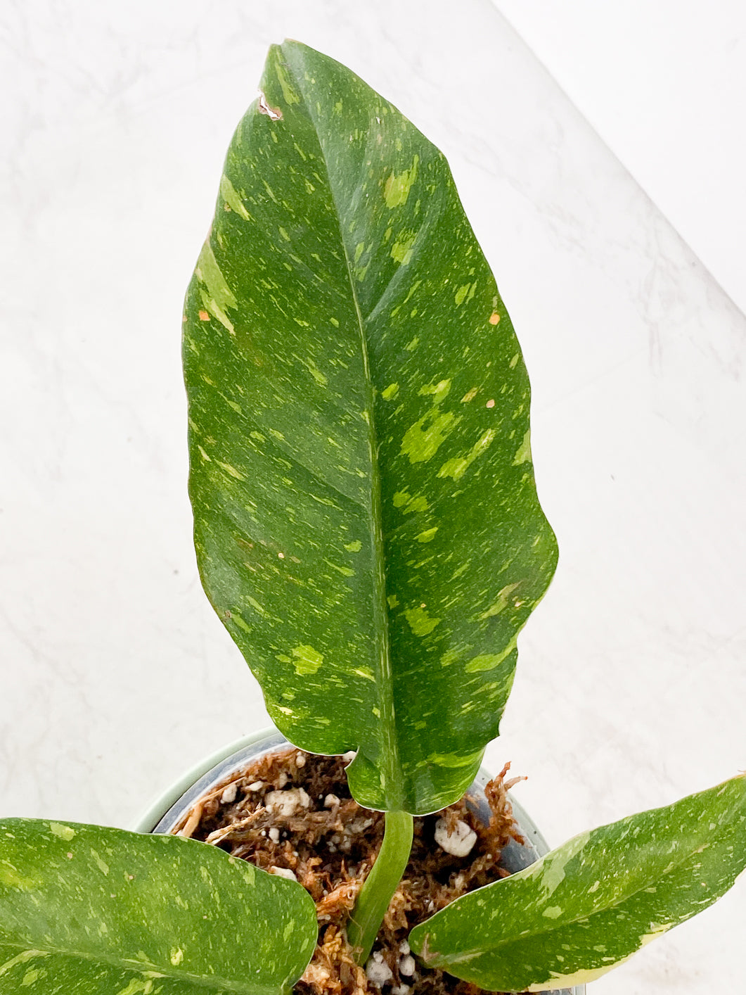 Philodendron Ring of Fire Round Form 4 leaves. Special mutation that produce boarder leaf blade. Resembling caramel marble leaf shape.