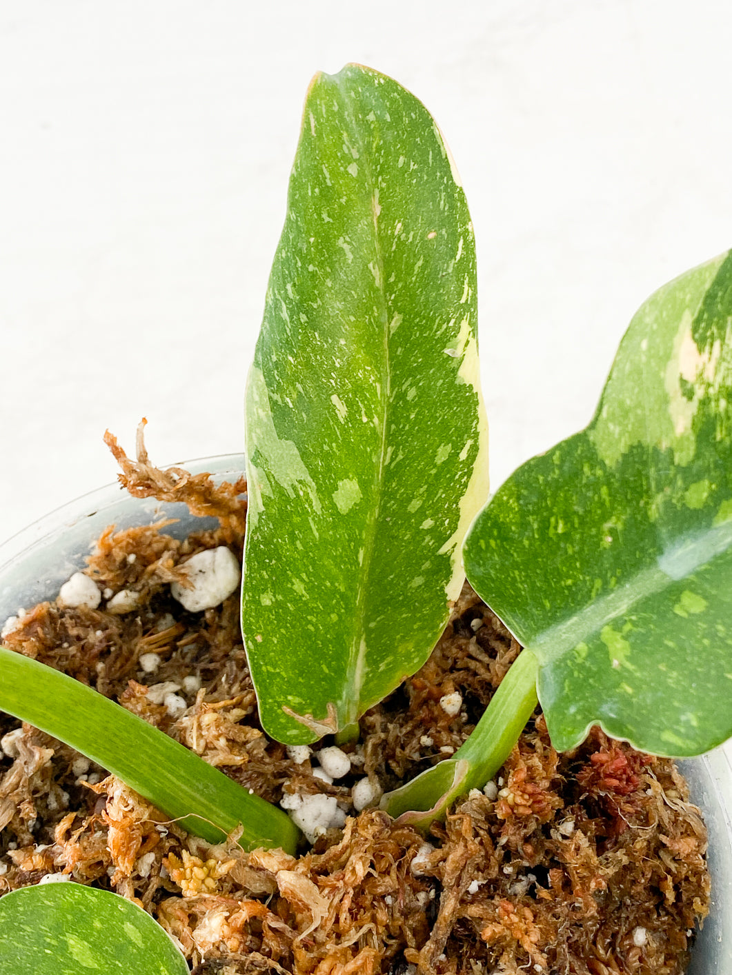 Philodendron Ring of Fire Round Form 4 leaves. Special mutation that produce boarder leaf blade. Resembling caramel marble leaf shape.