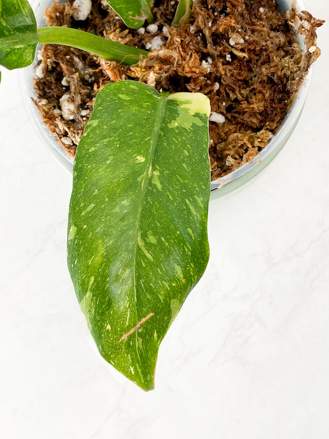 Philodendron Ring of Fire Round Form 4 leaves. Special mutation that produce boarder leaf blade. Resembling caramel marble leaf shape.