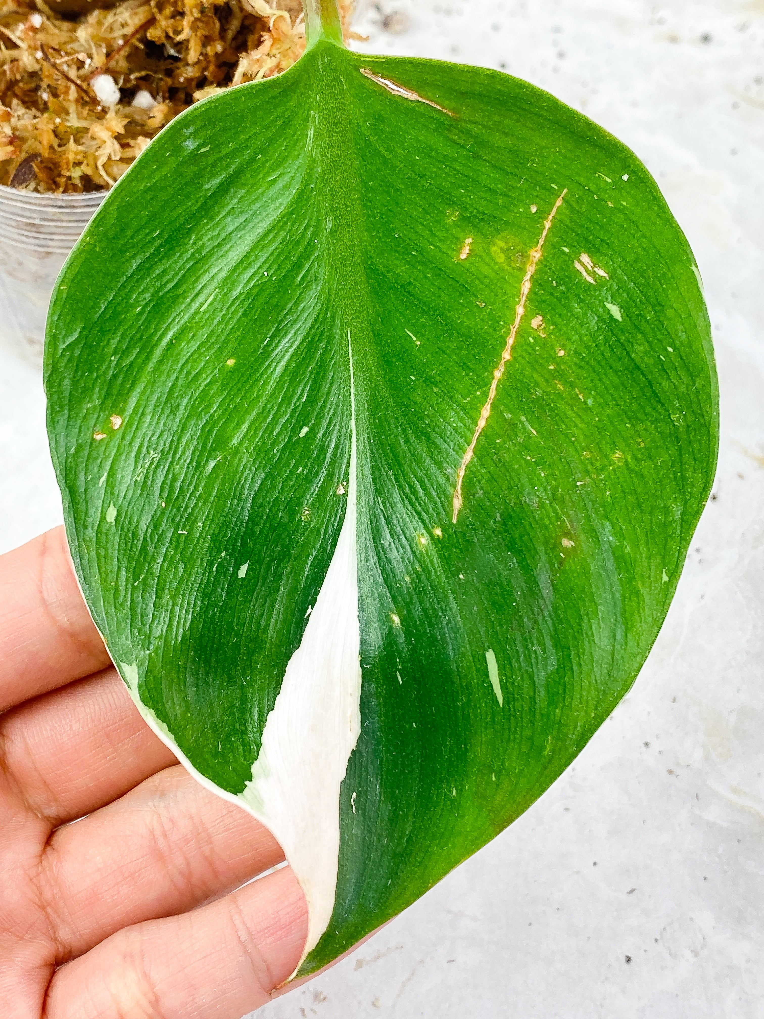 Philodendron White Knight Slightly Rooted 2 leaves, 2 sprouts. Half moon