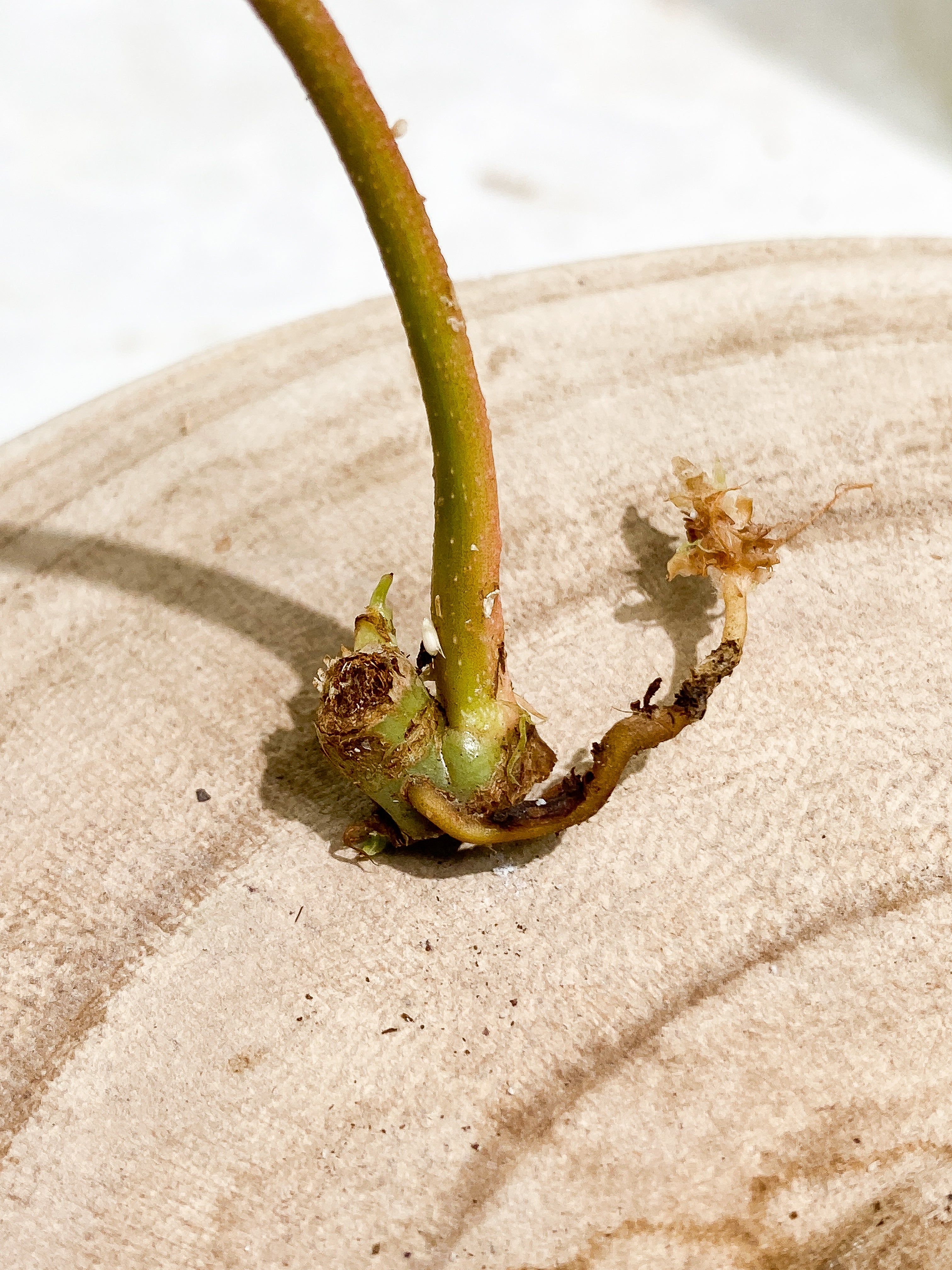 Philodendron florida ghost mint Rooting sprout