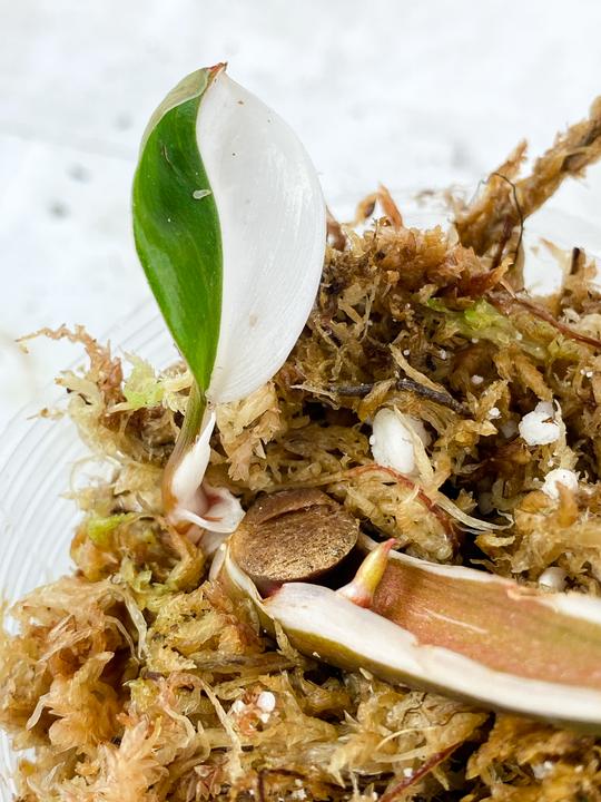 DO NOT BUY: Depodit for Philodendron White Knight Slightly Rooted 2 leaves, 2 sprouts. Half moon