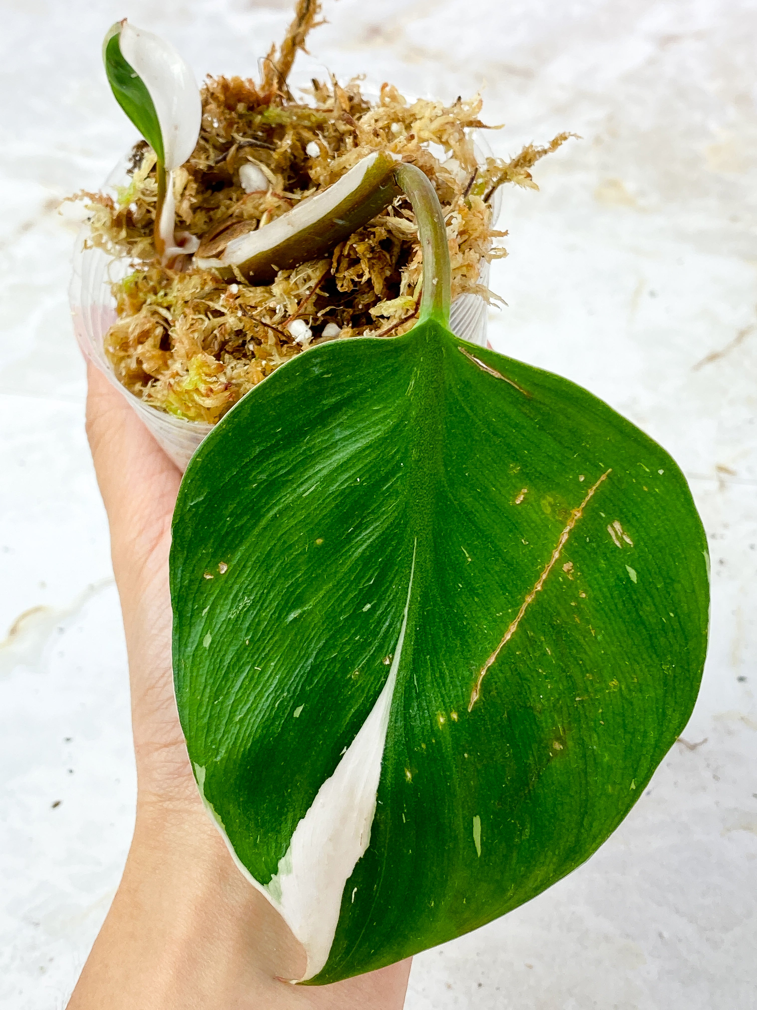 Philodendron White Knight Slightly Rooted 2 leaves, 2 sprouts. Half moon