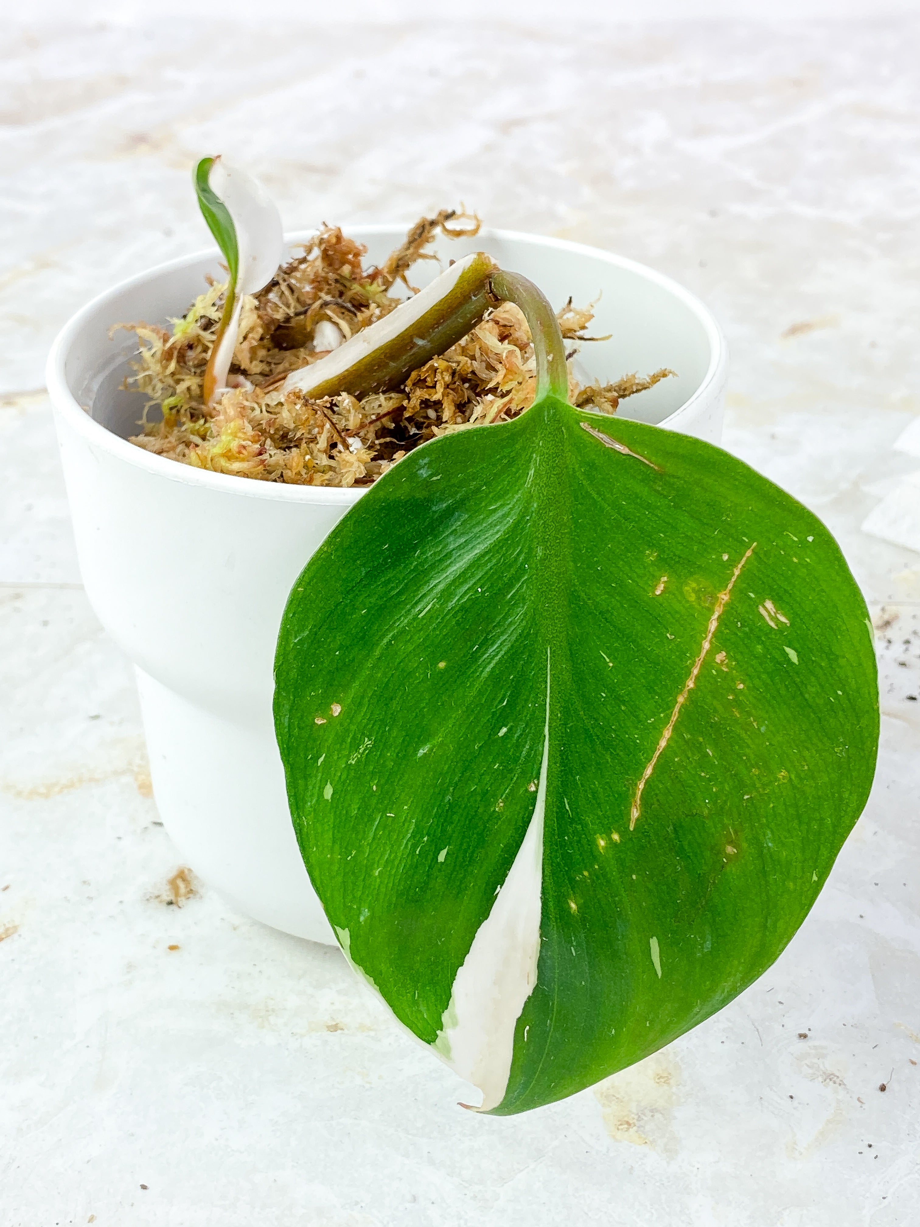 Philodendron White Knight Slightly Rooted 2 leaves, 2 sprouts. Half moon