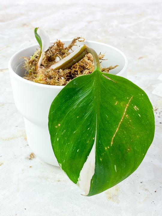 DO NOT BUY: Depodit for Philodendron White Knight Slightly Rooted 2 leaves, 2 sprouts. Half moon