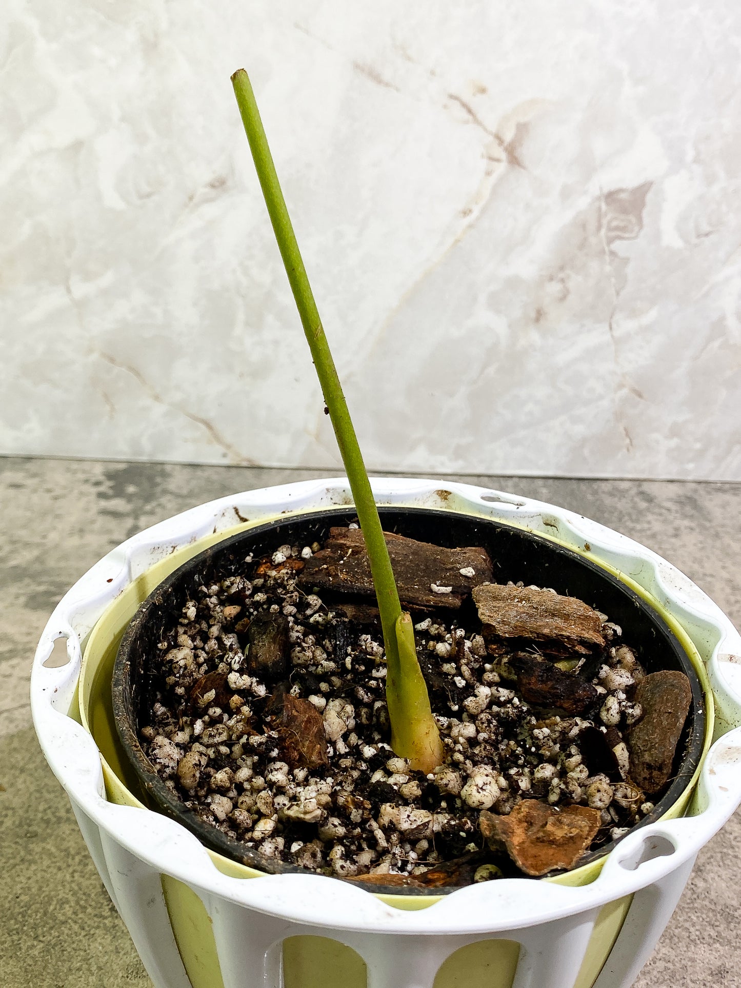 Anthurium regale Rooted node